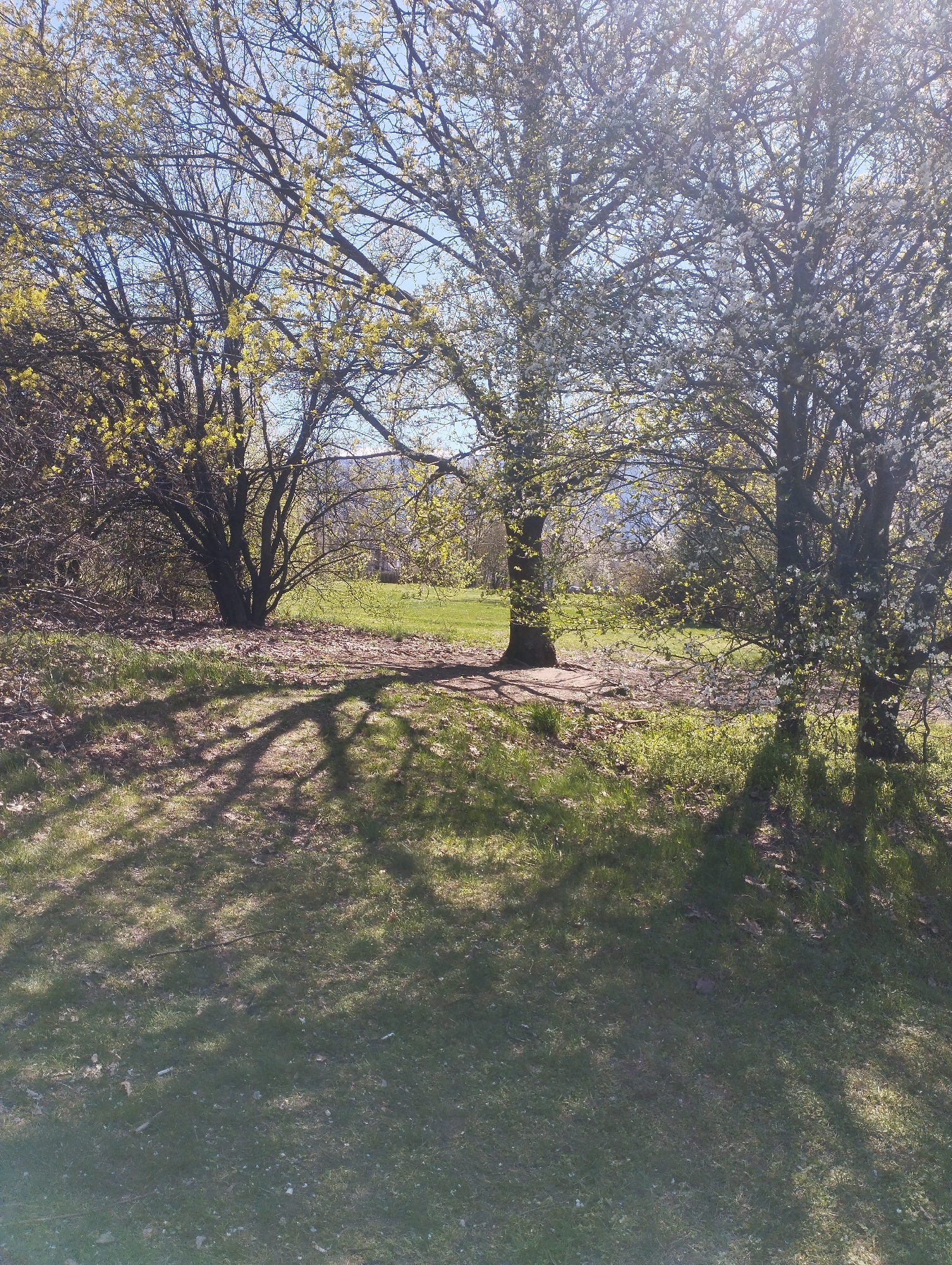 The image depicts a sunlit scene in a grassy area, possibly a park or yard, in the city of Unknown, Unknown. Three trees dominate the view, casting distinct shadows on the ground. The tree on the left has sparse yellow leaves, while the tree on the right is covered in small white blossoms. The central tree has a mix of yellow and white blossoms. A field of green grass stretches behind the trees. The sky is blue and visible through the tree branches. No people or animals are visible in the image.