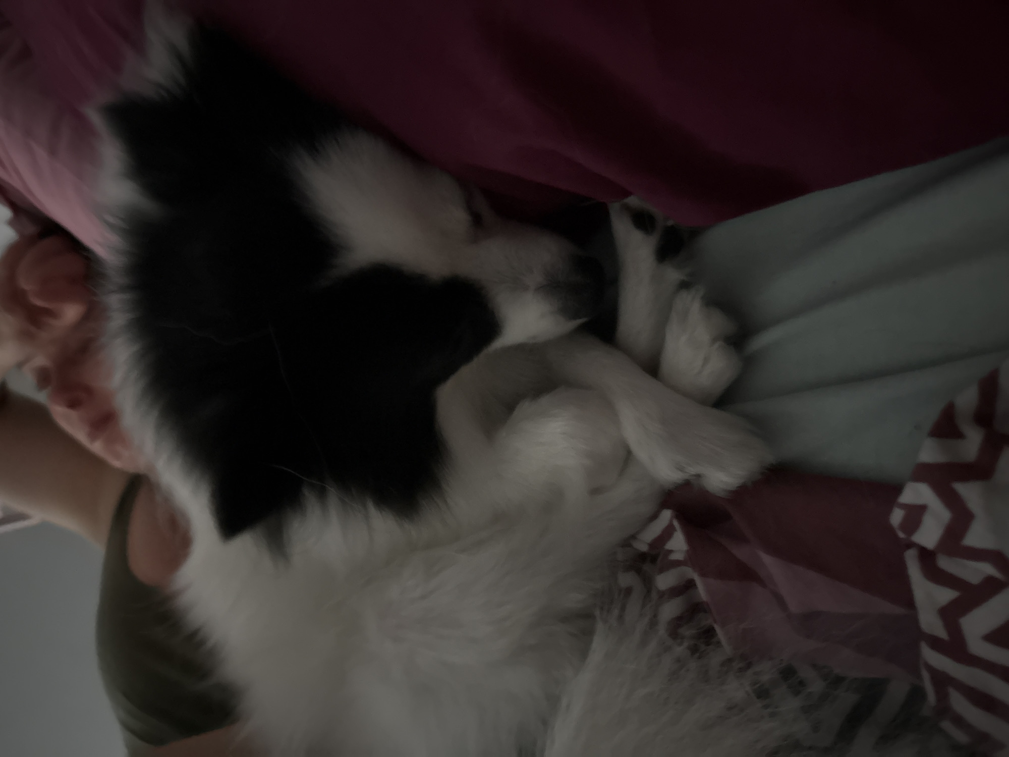 This image depicts a small, black and white bi-color domestic dog, approximately puppy-sized or a very small adult breed, resting peacefully on a bed. The dog is positioned on its right side, curled into a compact sleeping posture, with its front paws crossed and tucked against its chest. Its eyes are closed, indicating sleep. The primary bedding beneath the dog consists of a light blue sheet, partially obscured by a section of white fabric with a red zigzag pattern. To the dog's right, a deep reddish-purple pillowcase or blanket is visible. In the blurred background, a human arm and shoulder, wearing a dark green garment, are discernable, along with another indistinct pinkish-toned area, suggesting the presence of one or more individuals adjacent to the dog. The lighting is soft and ambient, consistent with an indoor environment. This scene is situated in the city of Stara Zagora, Bulgaria.
