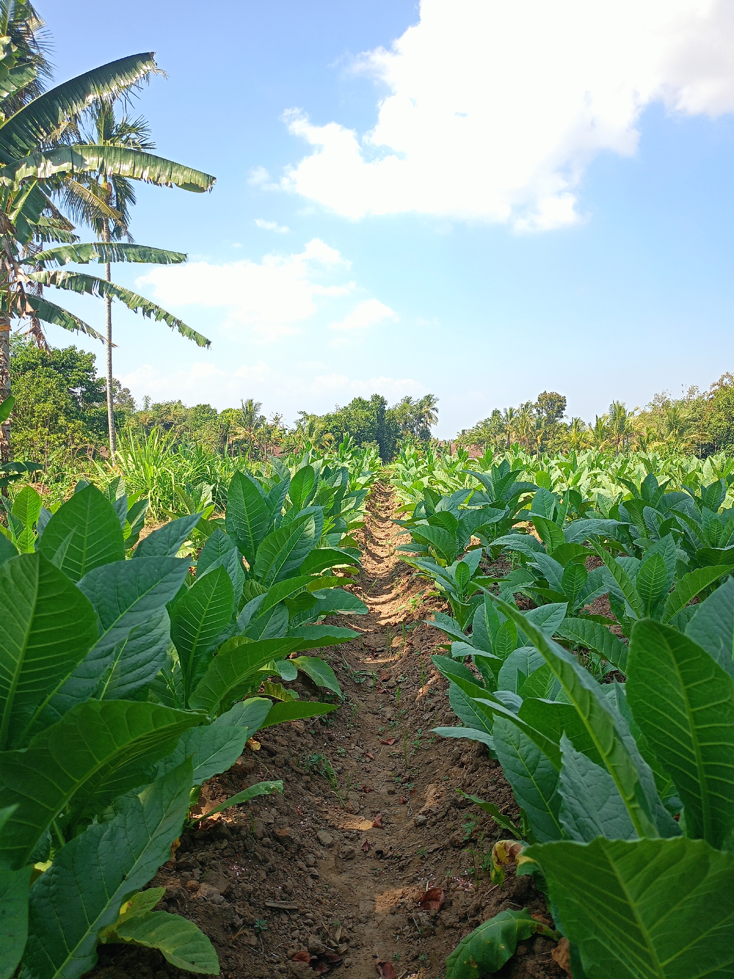The image depicts a tobacco field under a clear blue sky with scattered white clouds. The foreground is dominated by rows of lush green tobacco plants, with their large leaves occupying much of the frame. A dirt path runs between the rows of plants, leading into the distance. In the background, a line of trees and vegetation forms the horizon, with some palm trees visible on the left side. The overall impression is of a rural agricultural landscape in Panduman, Indonesia, bathed in daylight. There are no people or animals visible in the scene.