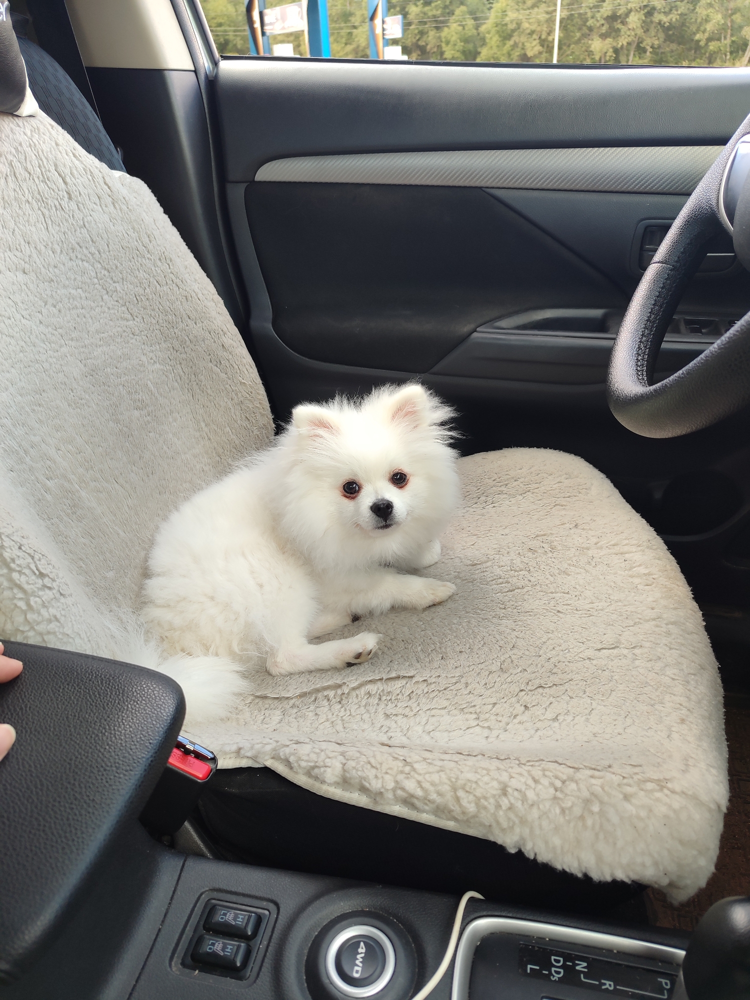 A white Pomeranian dog sits on a beige sheepskin car seat cover. The dog is facing the camera, looking slightly to the right. The interior of the car is visible, including the steering wheel and a portion of the dashboard. Outside the car, trees and a blue structure are visible through the window.