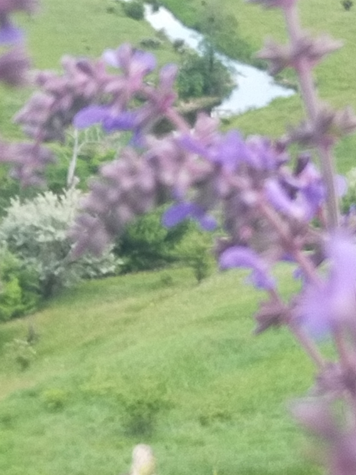 The image presents a soft-focus, almost dreamy view of a natural landscape, dominated by blurred purple flowers in the foreground. No people or visible text are present.
In the immediate foreground, several stalks of purple flowers are heavily out of focus, appearing as soft blurs of vibrant purple and lavender hues. These flowers, possibly a type of salvia or lavender, occupy a significant portion of the frame, especially on the right and left edges, and extending towards the center. Their delicate structure is hinted at despite the lack of sharpness.
Behind the flowers, the scene transitions to a lush green landscape, also rendered with a gentle blur. A winding, light-colored river or stream meanders through the middle distance, reflecting light and creating a prominent horizontal element. Its banks are lined with varying shades of green foliage and trees. Further back, grassy hills and patches of trees, including some with lighter, silvery-green leaves, recede into the distance. The overall setting suggests a serene outdoor environment, likely a rural or wilderness area such as a valley or riverside.
The activity is limited to the static observation of nature. The time of day appears to be daytime, with ample light illuminating the scene, indicating fair weather. The selective focus creates a sense of depth and emphasizes the beauty of the foreground flora, while the background provides a tranquil, expansive backdrop. The blurred quality evokes a feeling of peace and natural beauty.