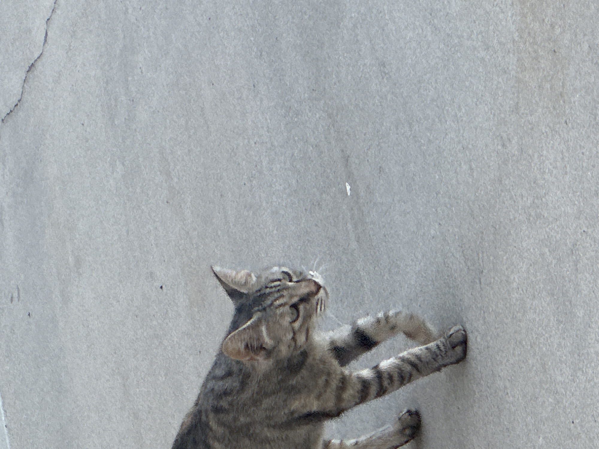 A tabby cat walks on a concrete surface in Clovis, United States of America. The cat is facing right, with its head turned towards the viewer. It has grey and black stripes, and green eyes. The concrete surface is grey and textured, with some cracks. The background is out of focus and appears to be more concrete.