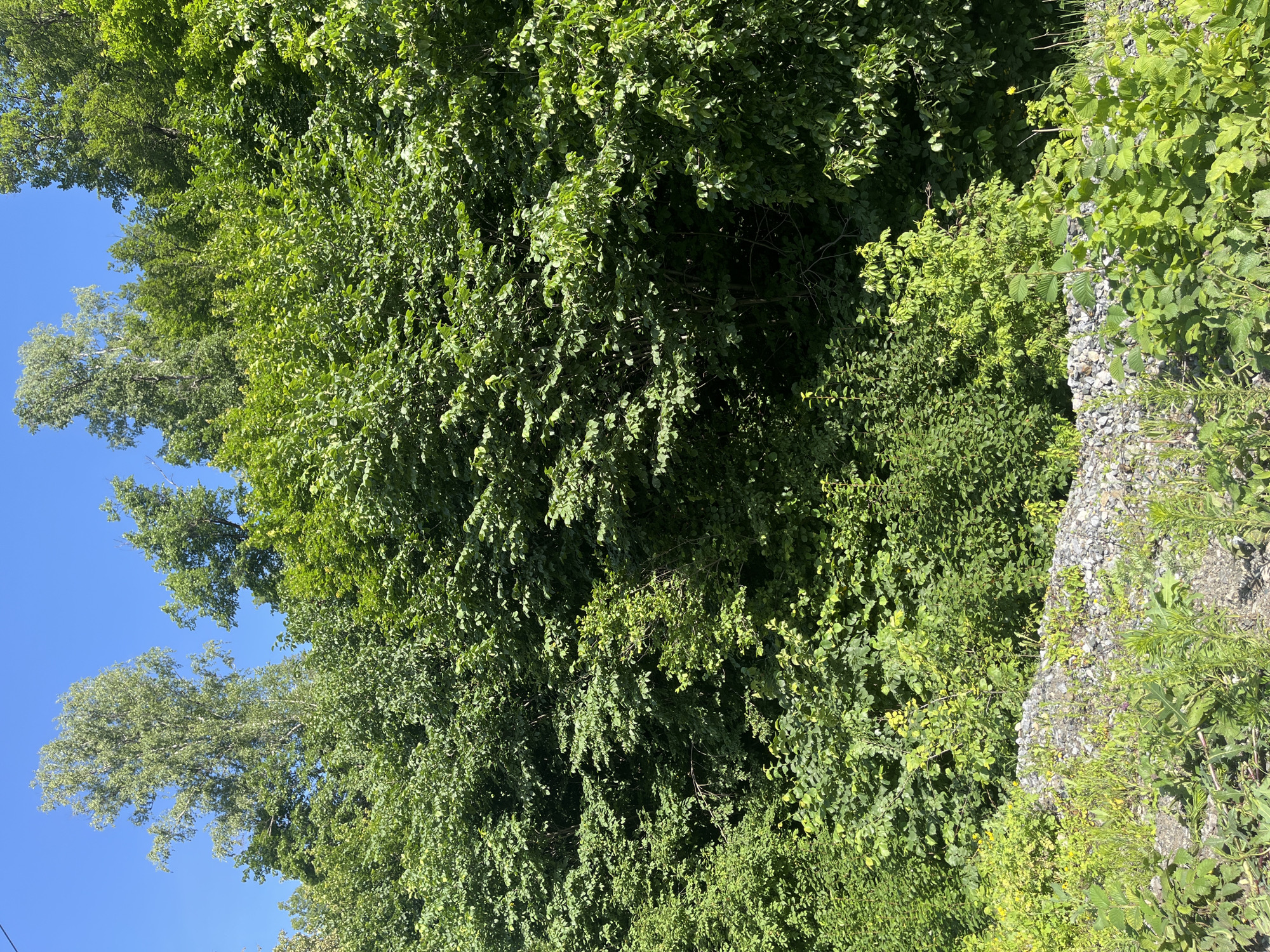 A lush, dense forest with varied green foliage dominates the scene. The trees, ranging from tall, slender birches to thick undergrowth, are vibrant and healthy under a clear, bright blue sky. The ground level is a mix of rough, grey gravel and wild green plants, some with yellow blossoms. The image appears to be taken outdoors on a sunny day, with no people or structures visible. The scene is characteristic of a natural wooded area, likely on the outskirts of a city like Asha, Russia, where such landscapes are common.