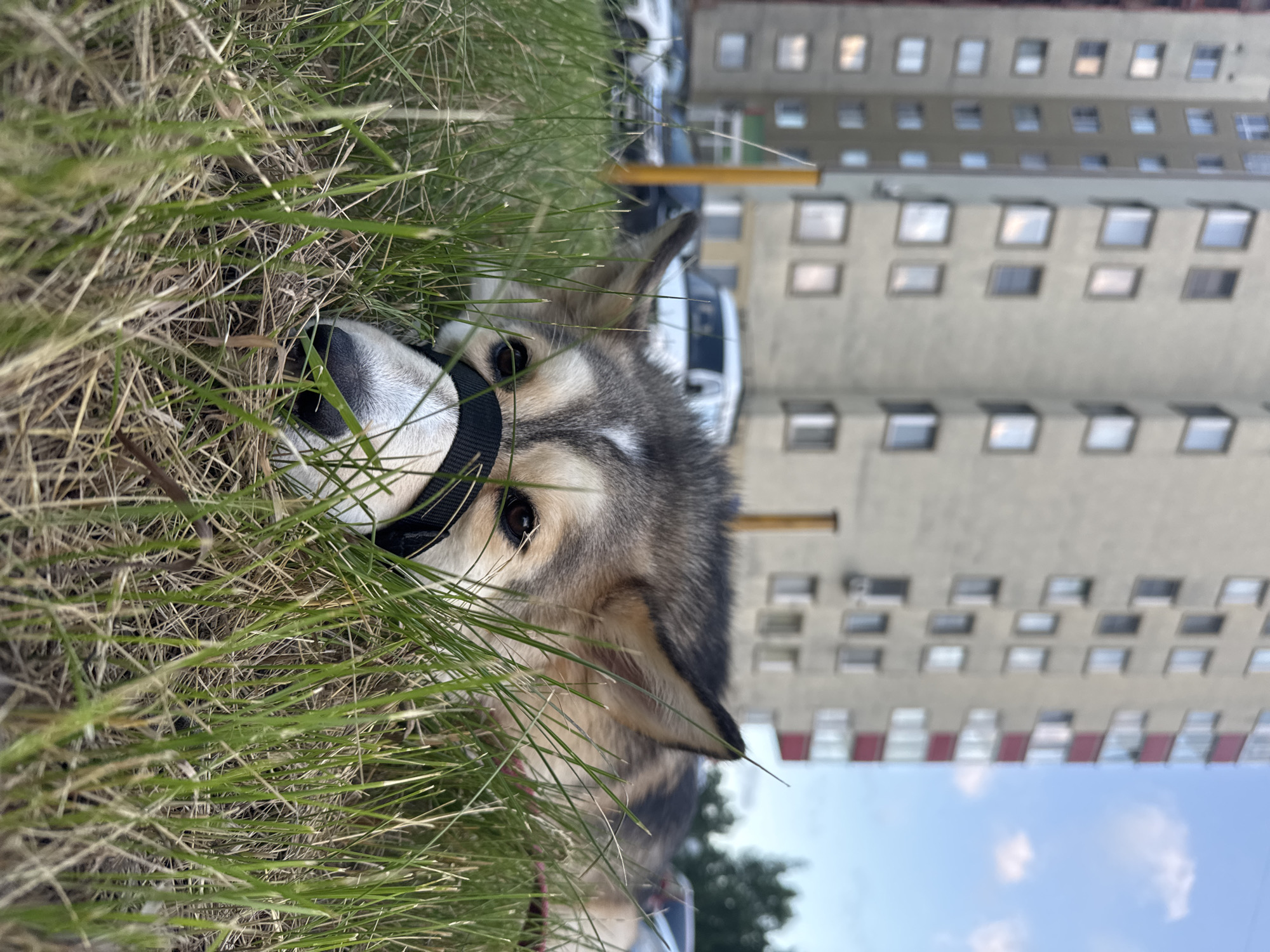 The image shows a dog lying in tall grass in front of a tall apartment building, likely in Chaikovsky, Russia. The dog, a mix of breeds with tan and grey fur, is wearing a black muzzle and is positioned close to the camera, partially obscured by the grass. In the background, the concrete facade of the apartment building is visible, with numerous windows and some red accents on the balconies of the upper floors. Several cars and a white van are parked near the building. The sky above is blue with a few scattered clouds. The overall scene suggests an urban setting, possibly a residential courtyard.
