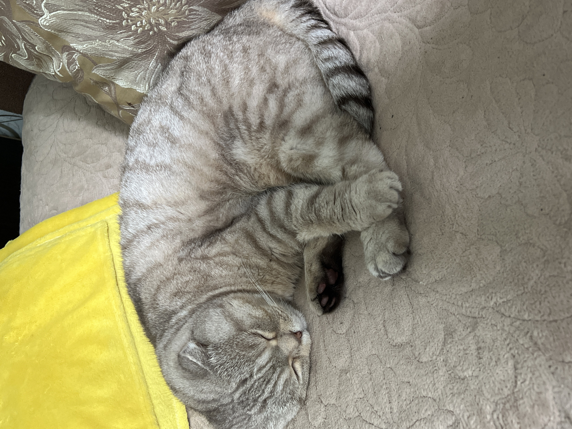 This image captures a domestic cat, likely a tabby breed, sound asleep in a cozy indoor setting in Chaikovsky, Russia. The cat is curled up on its side, deeply relaxed, with its eyes closed. Its fur exhibits distinct gray and black tabby stripes across its body, including a clearly striped tail. A vibrant yellow, soft-textured blanket or throw is partially visible to the left of the cat, and it rests primarily on a soft, light beige or tan textured blanket, possibly a sofa or bed covering.
In the upper left portion of the frame, a decorative cushion with an intricate gold and brown floral or leaf pattern can be seen, adding to the domestic ambiance. One of the cat's front paws is visible, showing its soft grey fur and subtle pink paw pads. The scene conveys a sense of peace and comfort. There is no visible text in the image.