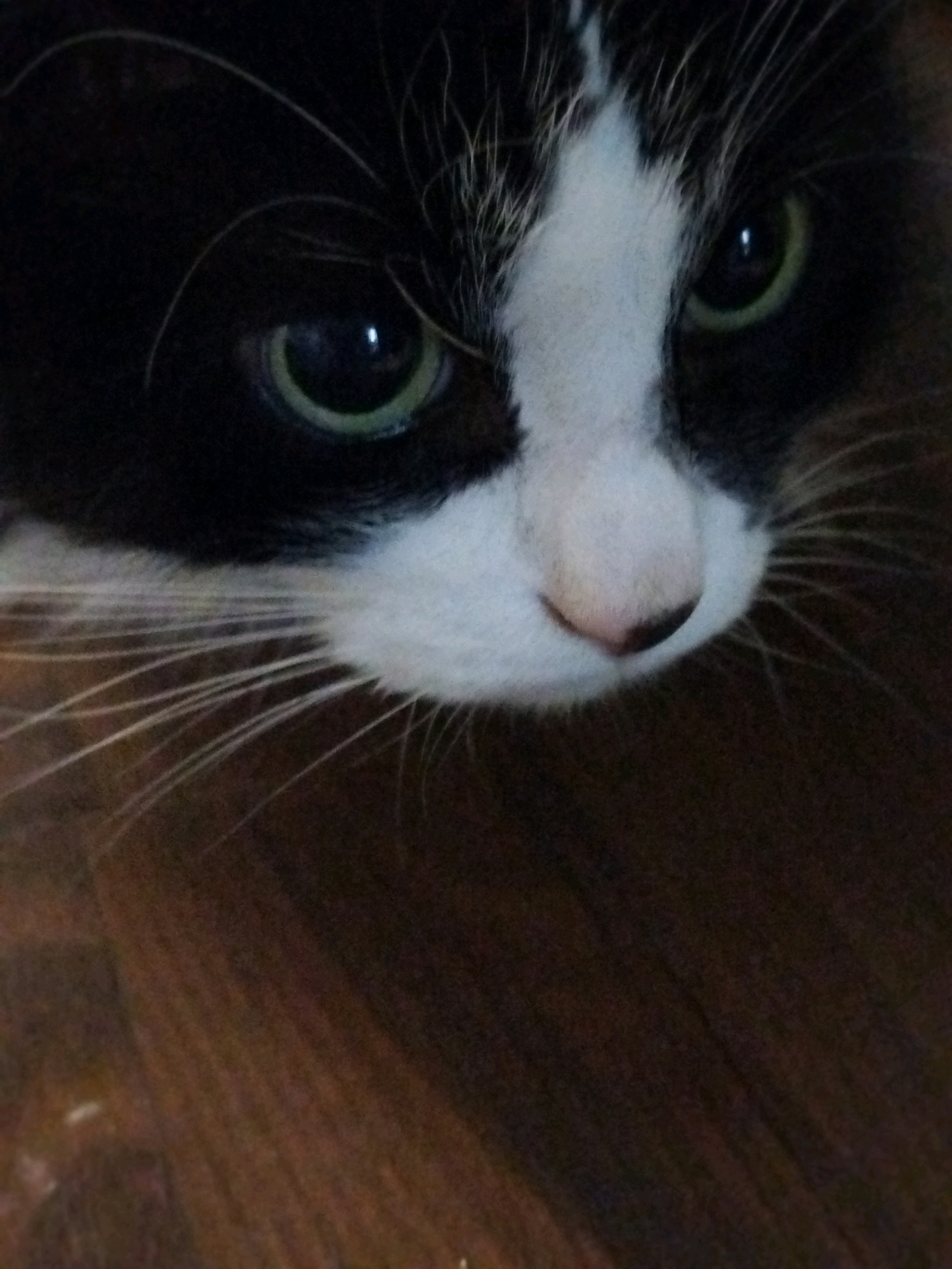 A close-up, low-angle shot captures the face of a black and white cat. The cat's green eyes are prominent, with one slightly more in focus than the other. A white patch of fur extends from its nose and up between its eyes, contrasting with its black fur. Long, white whiskers fan out from the sides of its nose. The cat's pink nose is visible. The background is a dark, blurry surface, possibly wood. There are no people or any other identifiable objects or actions in the scene. The location is Unknown, Unknown.