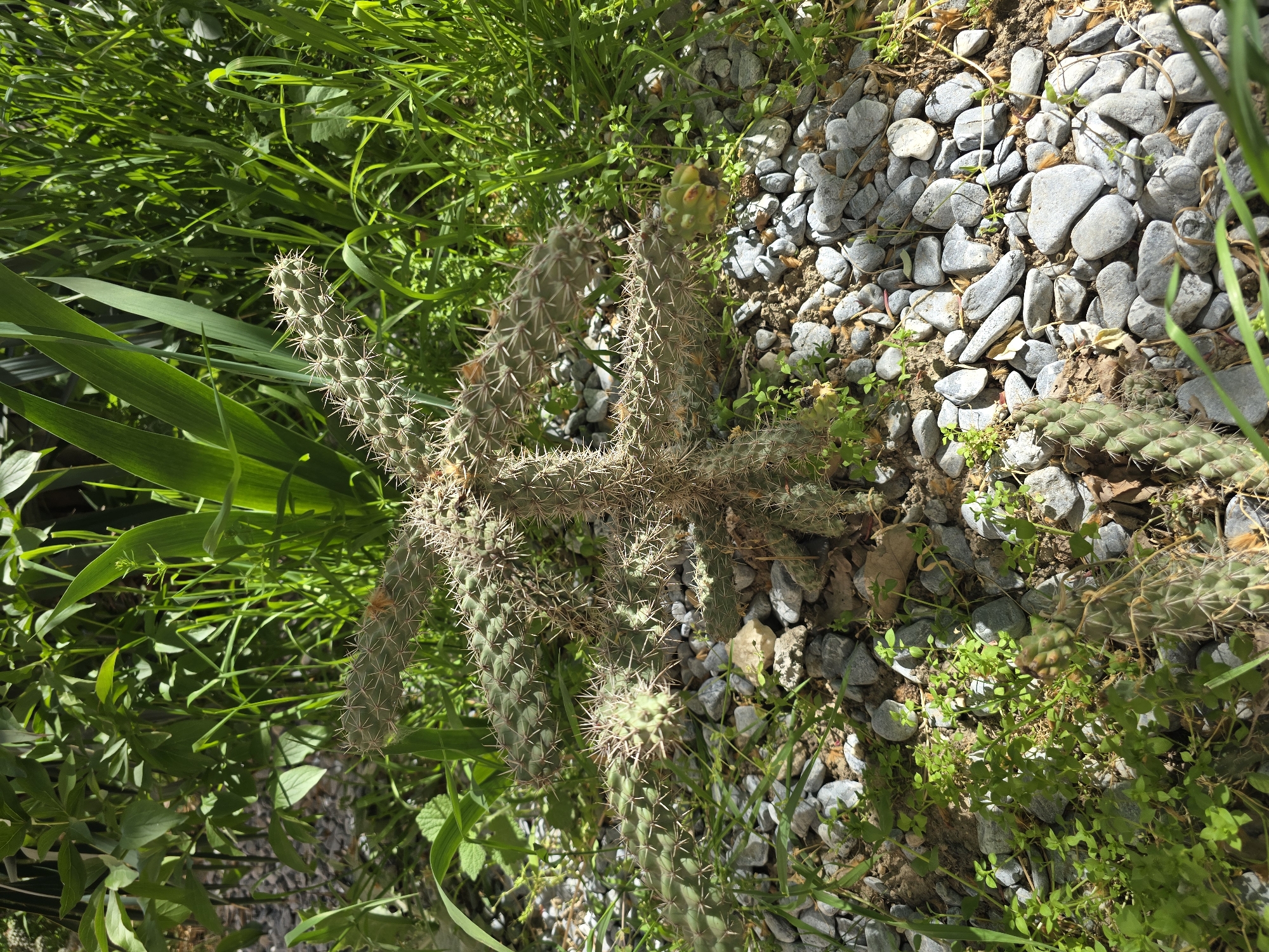 A close-up, ground-level shot shows a cactus plant surrounded by grass, small green plants, and a surface covered in small grey stones. The cactus has numerous segments covered in sharp spines. The environment appears to be a garden or outdoor setting. The specific location is not discernible from the image.