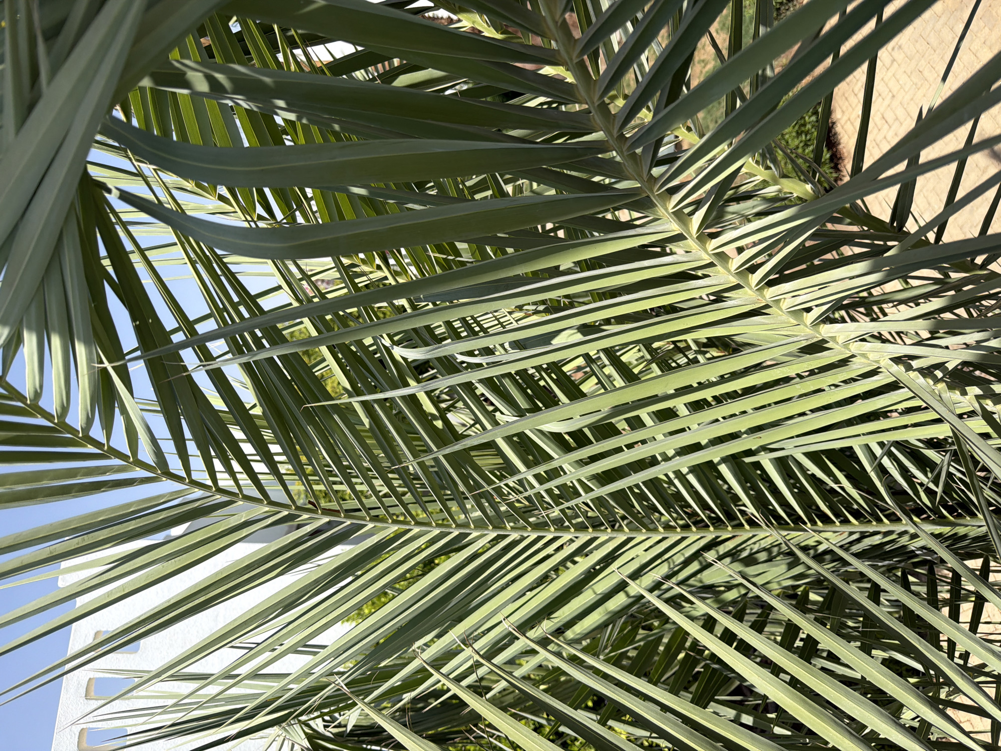 The image displays a close-up view of palm fronds against a clear blue sky. In the background, a white building with rectangular openings is visible, suggesting an architectural element typical of a city or resort setting. The lighting indicates a bright, sunny day, casting shadows from the palm fronds onto the ground below, which appears to be paved with light-colored bricks. This scene is consistent with the environment found in Sharm El Sheikh, Egypt, a popular tourist destination known for its coastal resorts and palm trees. There are no people or animals present in the frame.