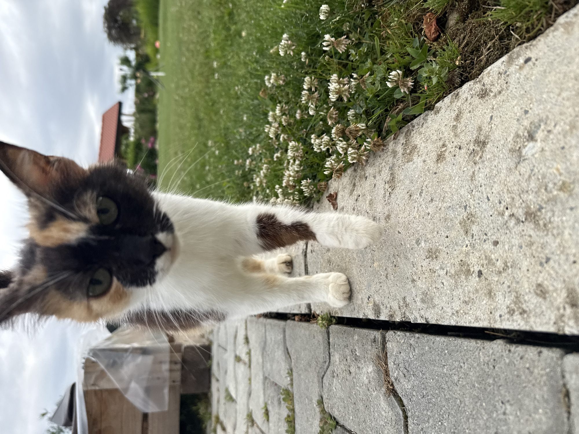 A calico cat with white, black, and brown markings walks forward on a stone pathway. The cat's front paws are white, and it has a brown patch on its right foreleg. The pathway is bordered by green grass with small white clover flowers. In the background, a wooden structure covered with plastic sheeting is visible on the left, and a red-roofed building with a garden is in the distance. The sky is overcast. The image appears to be taken in a residential outdoor setting.