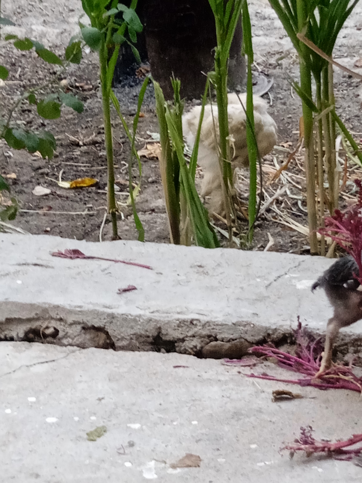 The image shows a close-up view of a small, light-colored object, possibly a fluffy bird or a small animal, partially obscured by green stalks of plants. In the foreground, a concrete surface with a rough texture is visible. A small, dark-colored bird with thin legs is standing on this concrete surface to the right, facing away from the viewer and towards some dried, reddish plant material. The background is out of focus, showing dirt and more vegetation. The scene appears to be outdoors in a garden or yard area.