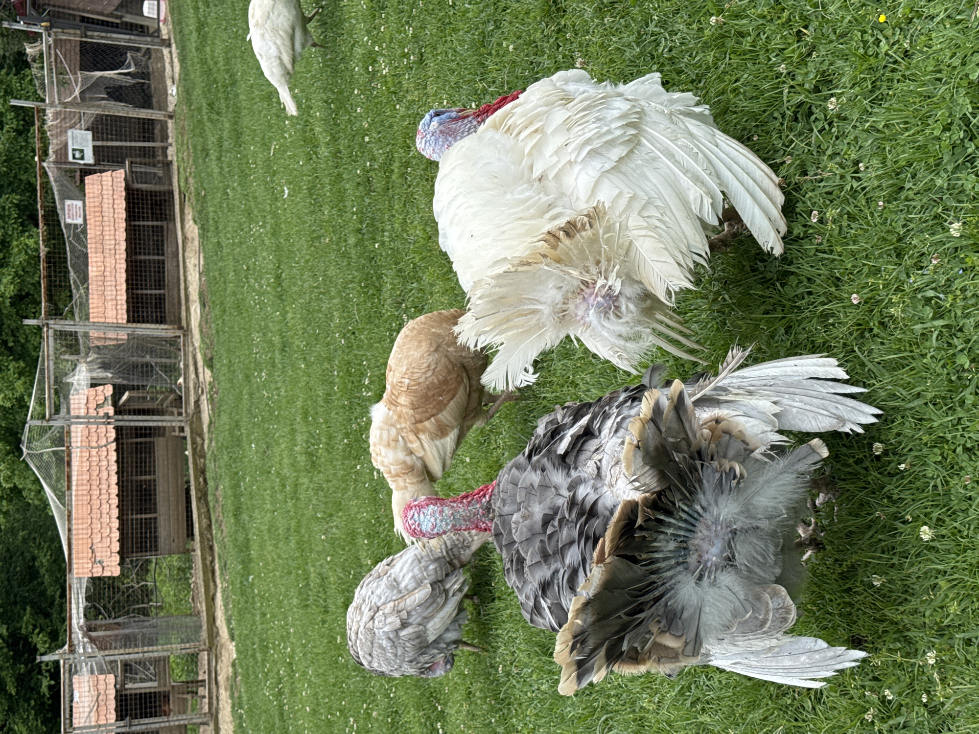 The scene depicts a grassy area adjacent to a series of enclosures, possibly cages or coops, likely at an animal sanctuary or farm. The enclosures are constructed with metal mesh and have sloped roofs. On the grass, there are four turkeys of varying colors: one is white, one is light brown, and two are grey. All the turkeys are standing, some facing each other, suggesting they may be interacting. The environment appears to be rural or suburban, with green grass and possible trees in the background. There is no indication of this scene being located in the city of Progress, Russia.