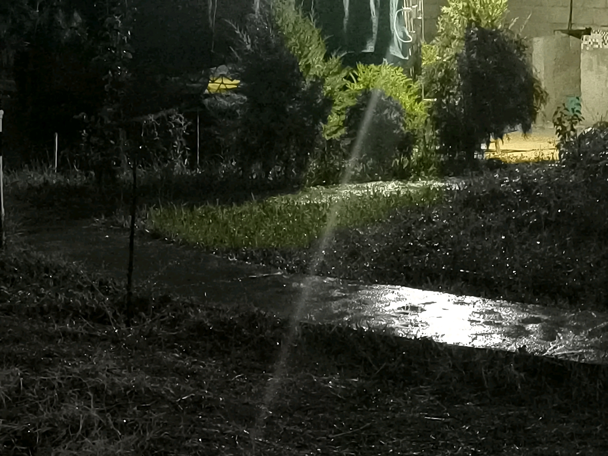The image shows an outdoor scene at night, with a sprinkler system watering lush green grass in what appears to be a park or garden area. The light from the sprinkler creates a shimmering effect on the wet ground. In the background, there are various types of foliage, including bushes and trees, some of which are brightly illuminated, possibly by artificial lighting. A pale, possibly concrete wall is visible on the far right side of the frame, suggesting an urban or semi-urban setting. The overall impression is one of a well-maintained outdoor space in Namdanak, Uzbekistan, being irrigated during nighttime hours.