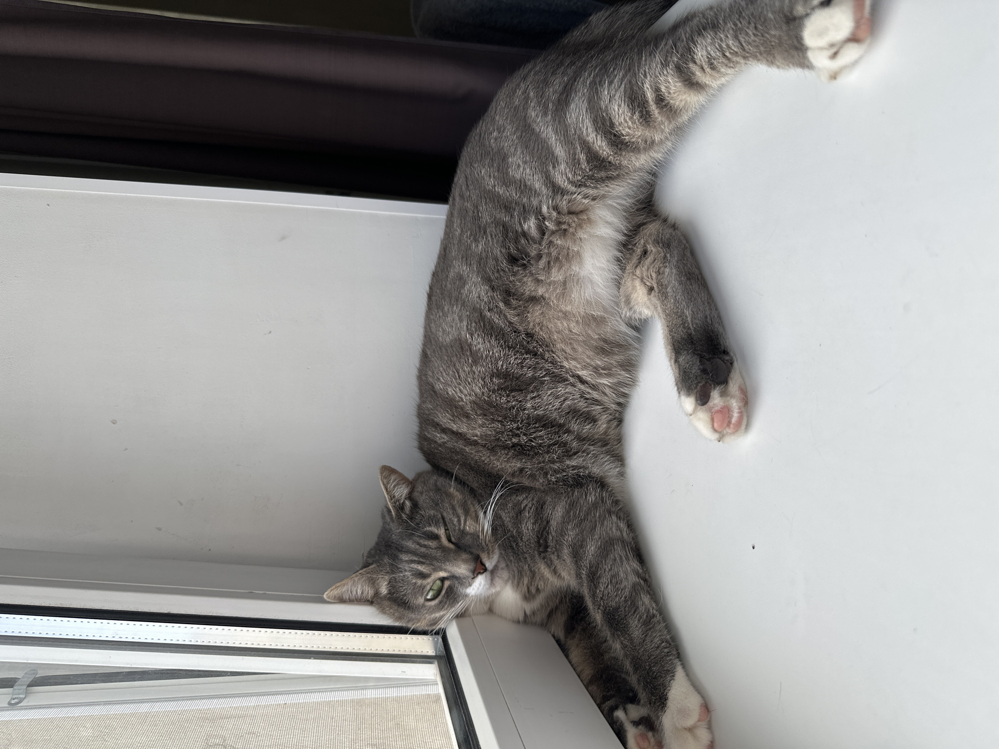 A gray tabby cat is lying on a white surface, possibly a windowsill. The cat is positioned diagonally, with its head near the edge of the window frame. The cat's body stretches across the surface, with its paws extending towards the opposite corner. A window screen can be seen in the lower left corner of the image. The background includes a dark-colored curtain or blind.