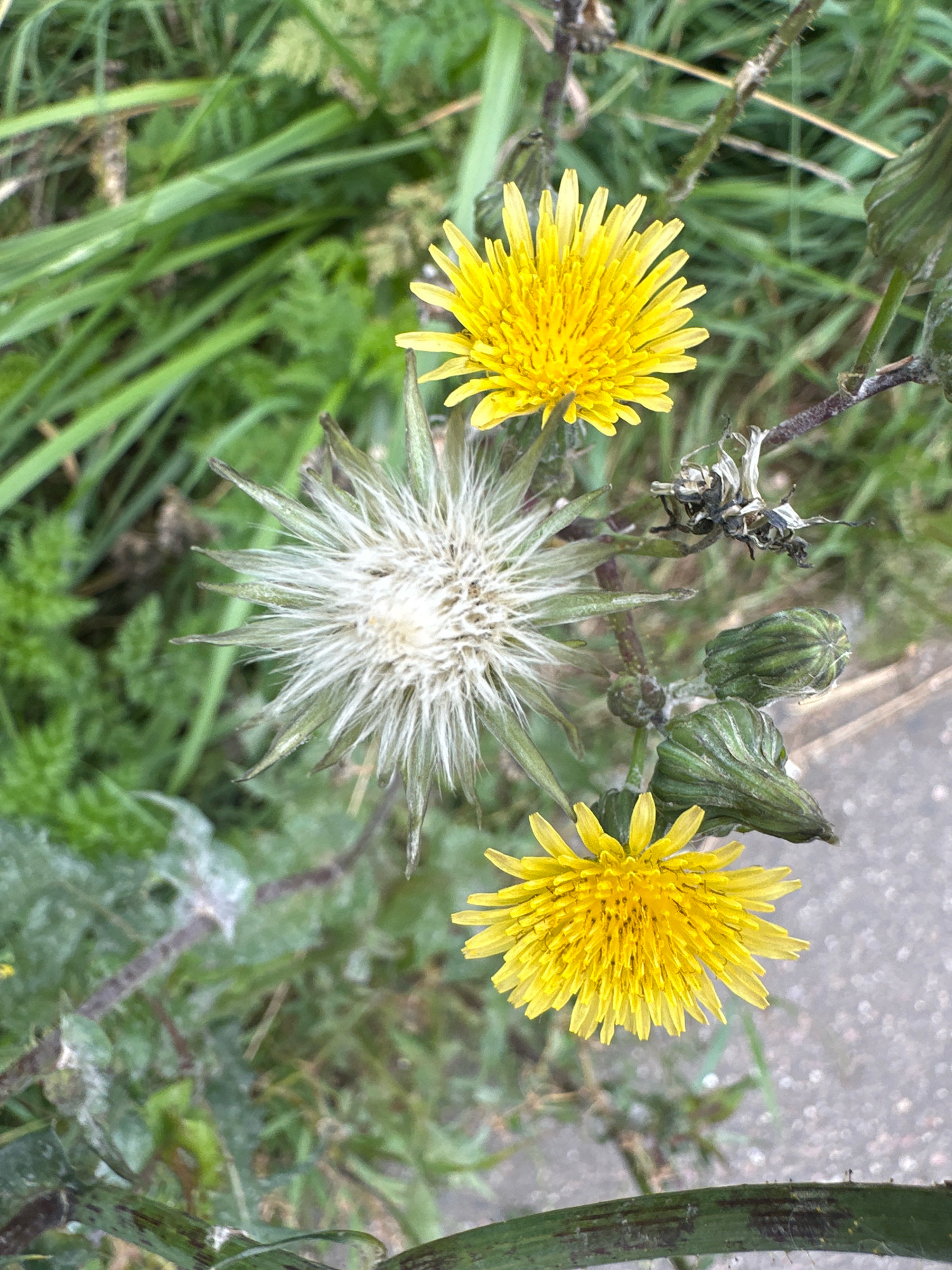 The image is a close-up, top-down view of a plant with two bright yellow flowers and a developing seed head, along with several green buds. The plant is set against a blurred background of green grass and some pavement. The foreground shows a portion of the plant's stem and leaves. This scene is located in the city of Vidnoye, Russia. There are no people or animals visible in the image.