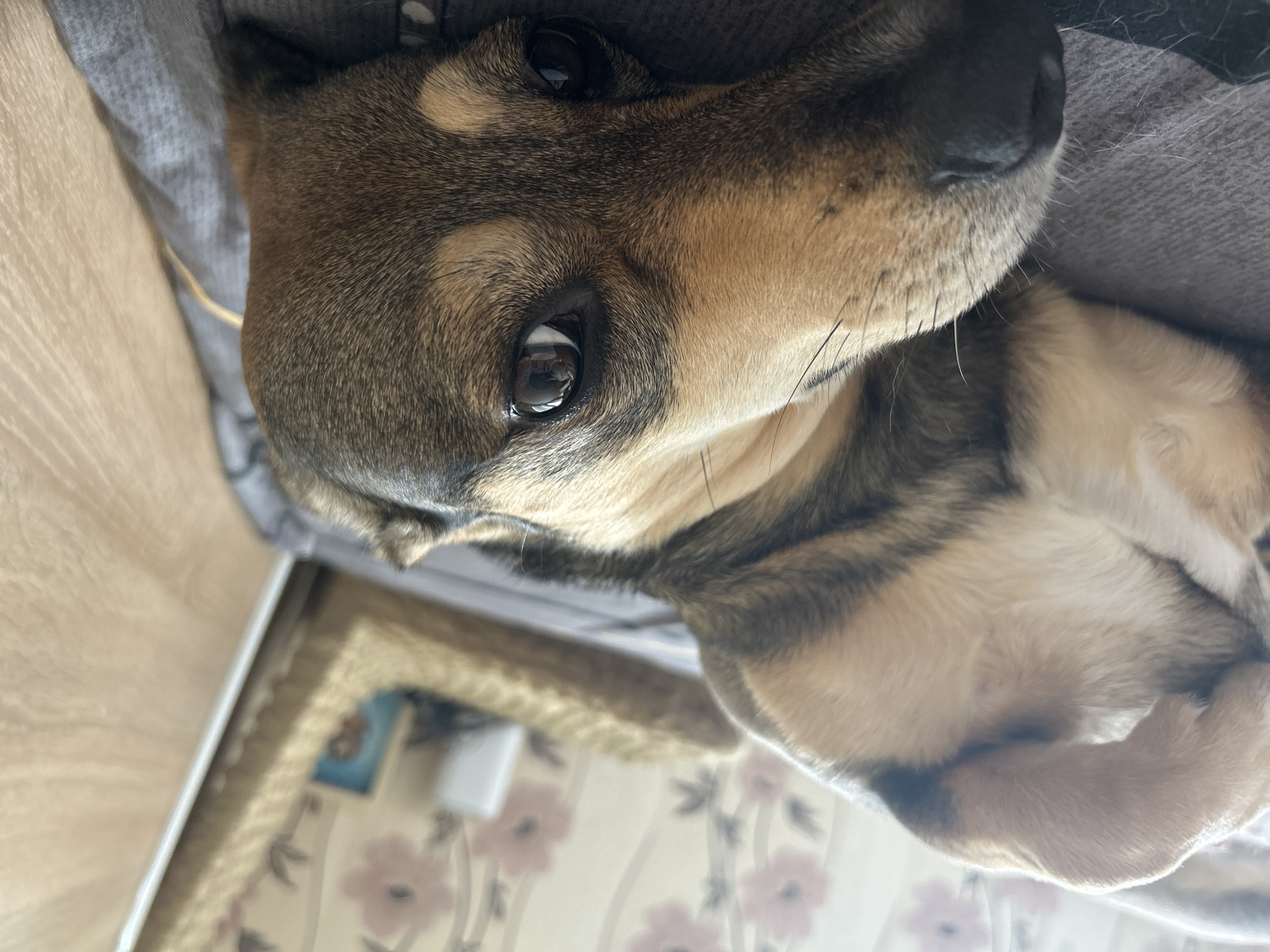 A medium shot, close-up photograph captures a dog lying on its back on a gray surface. The dog, with brown, black, and tan fur, is positioned with its head to the right of the frame and its paws resting on its chest. Its eyes are dark brown and appear to be looking upwards. The background shows a wall with a floral wallpaper pattern and a wicker chair. The lighting is soft, suggesting an indoor setting during the day. The image is taken from a low angle, emphasizing the dog's perspective.