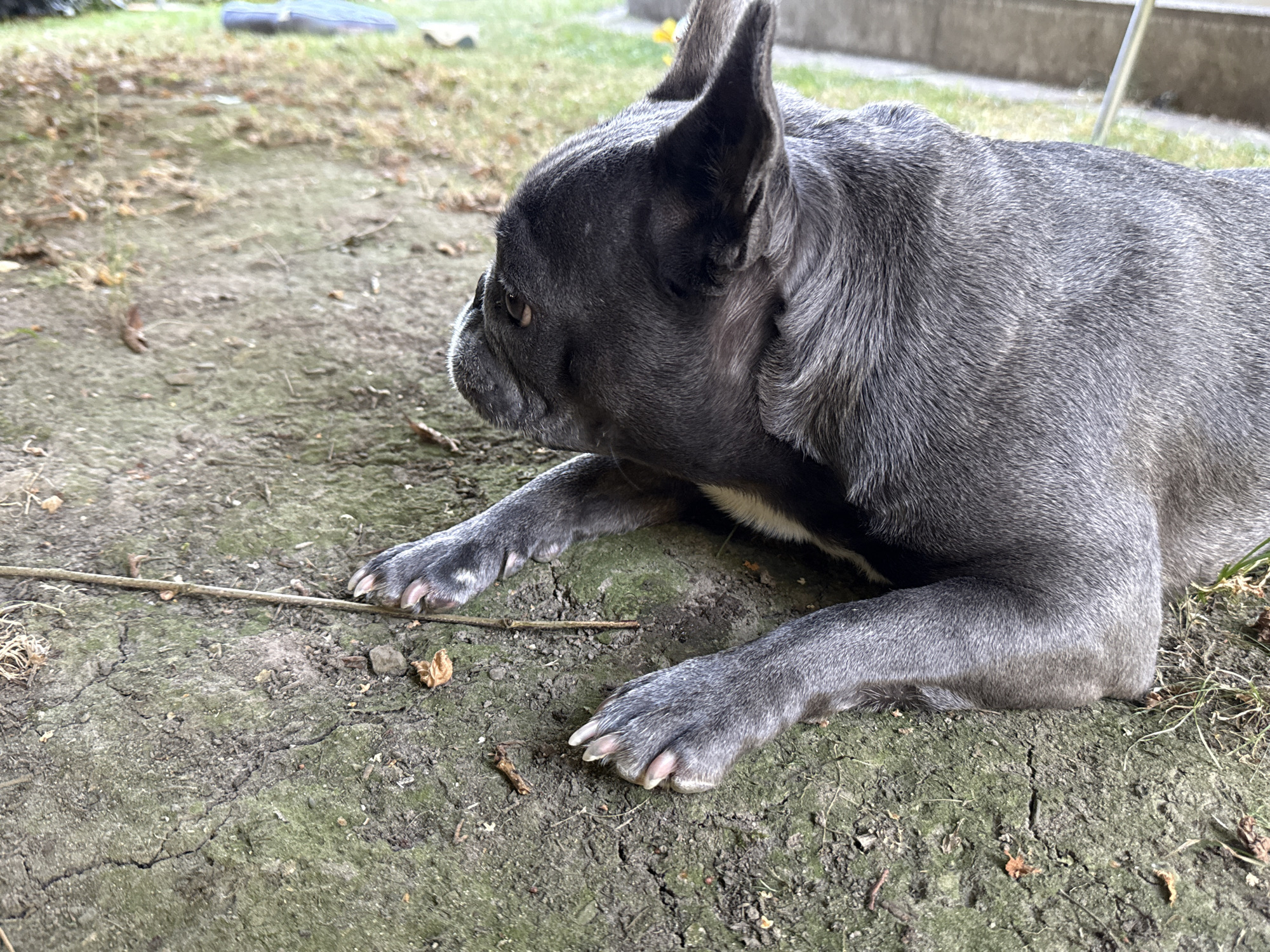 A blue brindle French Bulldog lies on cracked, dry dirt with patches of green moss. The dog is facing left, its head turned to look further left. Its ears are upright, and its body is mostly visible from the side. In the background, there is green grass and what appears to be a concrete structure. The scene is outdoors, possibly in a backyard. The exact location within Bad Sachsa, Germany, is not specified.
