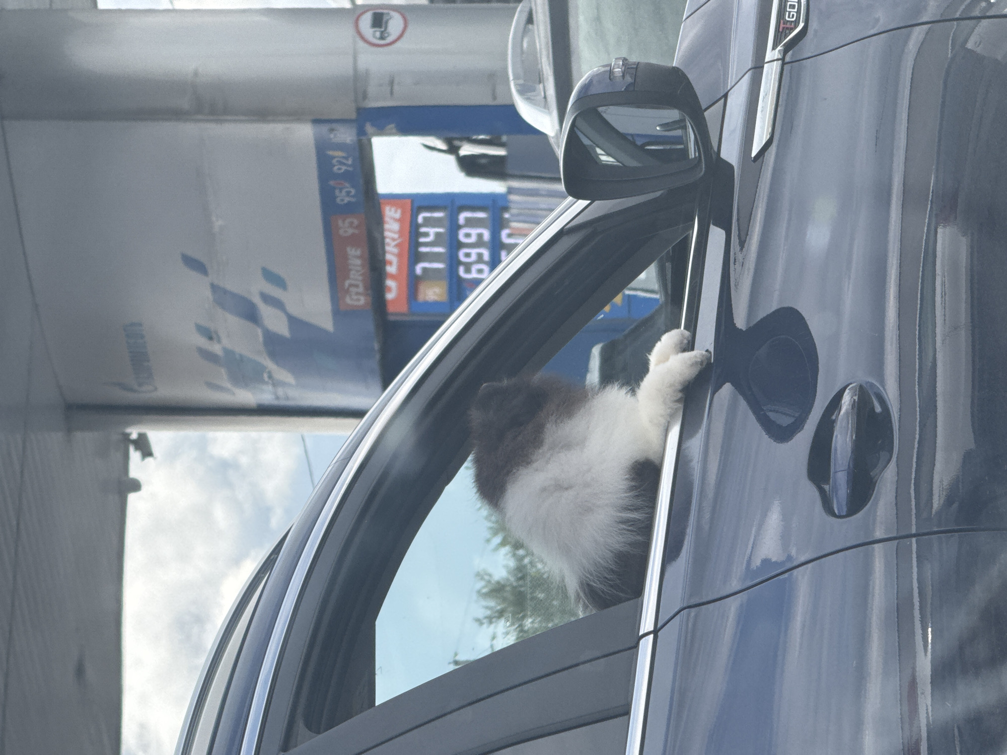 A fluffy, black and white dog is leaning out of the open window of a dark blue SUV. The dog's head and front paws are visible. The SUV is parked in front of a gas station with a blue and white sign that displays gas prices. The price for "G-Drive 95" is 71.47, and for "95" it is 69.97. The background shows a cloudy sky. The image appears to be taken on a sunny day. The location is not provided.