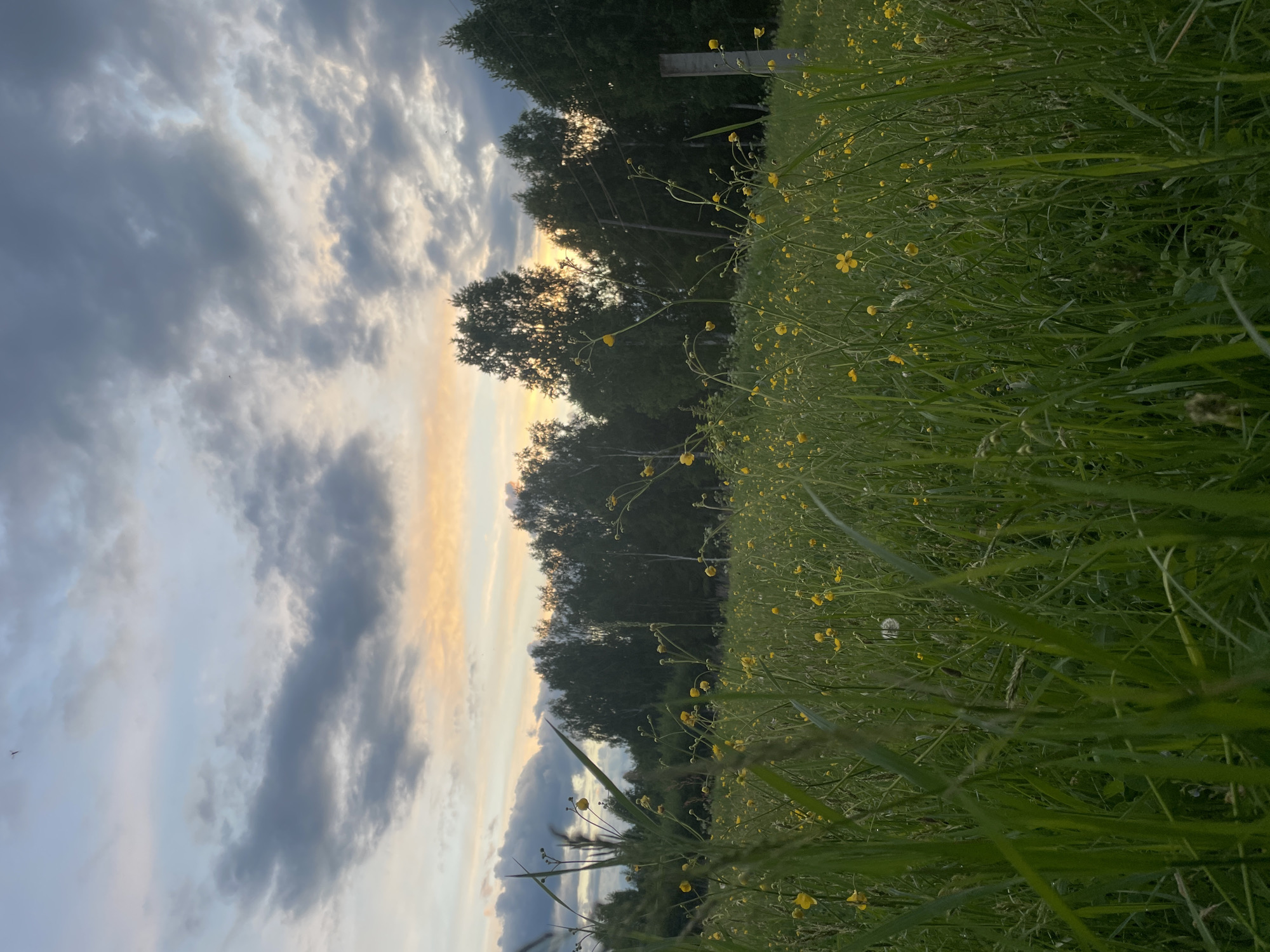 The image depicts a field of green grass and small yellow wildflowers in Балдейка, Russia. Behind the field are trees, silhouetted against a sky filled with gray and white clouds, tinted with a band of orange. A single, partially obscured pole is visible among the trees. The perspective is from ground level, looking slightly upward.