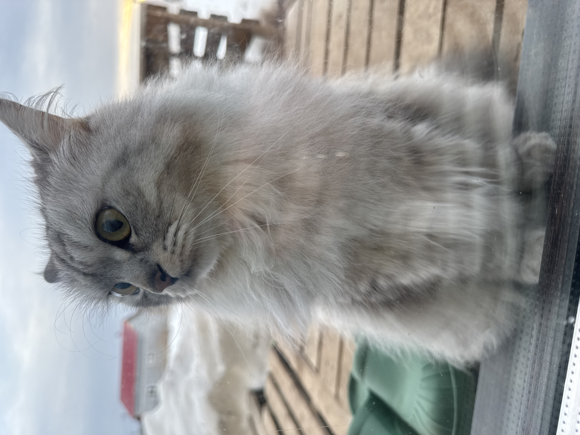 A long-haired feline with silver-grey and white fur and prominent greenish-yellow eyes is depicted in a medium shot, positioned behind a clear glass pane. The animal is sitting upright, facing towards the left of the frame, with its head slightly turned and its gaze directed outwards. Its fur is particularly dense and fluffy around its neck and chest. Visible through the glass, directly behind the feline, are two green, open-back clogs resting on a light-colored wooden slatted platform. Beyond this, an outdoor winter scene unfolds with snow covering the ground. A white building featuring a distinct red gable roof is situated in the mid-ground, partially obscured by snow. The sky above is largely overcast, showing a faint warm glow on the horizon to the right, suggesting either sunrise or sunset. This scene is located in Gornyi (Dvurechenskoe S/P), Russia.
