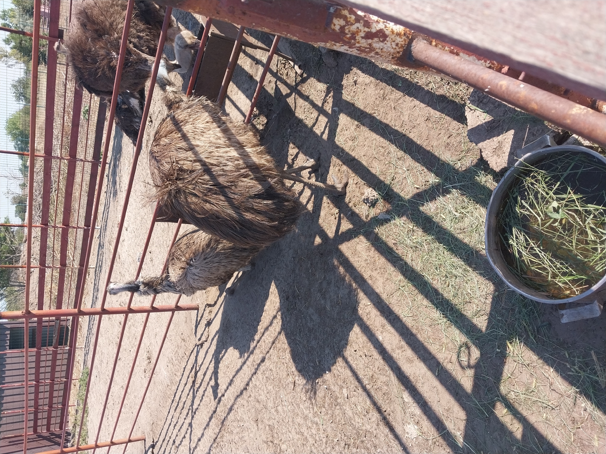The image shows an outdoor enclosure, likely a pen at a farm or zoo, with several ostriches visible. The enclosure has a sandy ground, with some sparse grass growing in patches. A metal fence, painted red, surrounds the area, casting long shadows across the ground due to the bright sunlight. In the foreground, a metal trough filled with water and grass is visible.
One ostrich, predominantly brown and grey with shaggy feathers, stands near the center of the frame, facing away from the camera. Its long neck is curved, and it appears to be looking down at the trough. To its left, another ostrich, also brown and grey, is partially visible, its head and neck facing towards the right side of the frame. Further back, another ostrich, darker brown and with more voluminous feathers, is visible. Its head is lowered, and it seems to be interacting with the trough or something on the ground. A smaller, lighter colored bird, possibly a chick, is also visible near the trough.
The background shows more fencing and some trees and vegetation beyond the enclosure, suggesting a rural or semi-rural setting. The overall impression is of a sunny day in an animal enclosure, with the ostriches occupying the space and potentially foraging or drinking. There are no people present in the image.