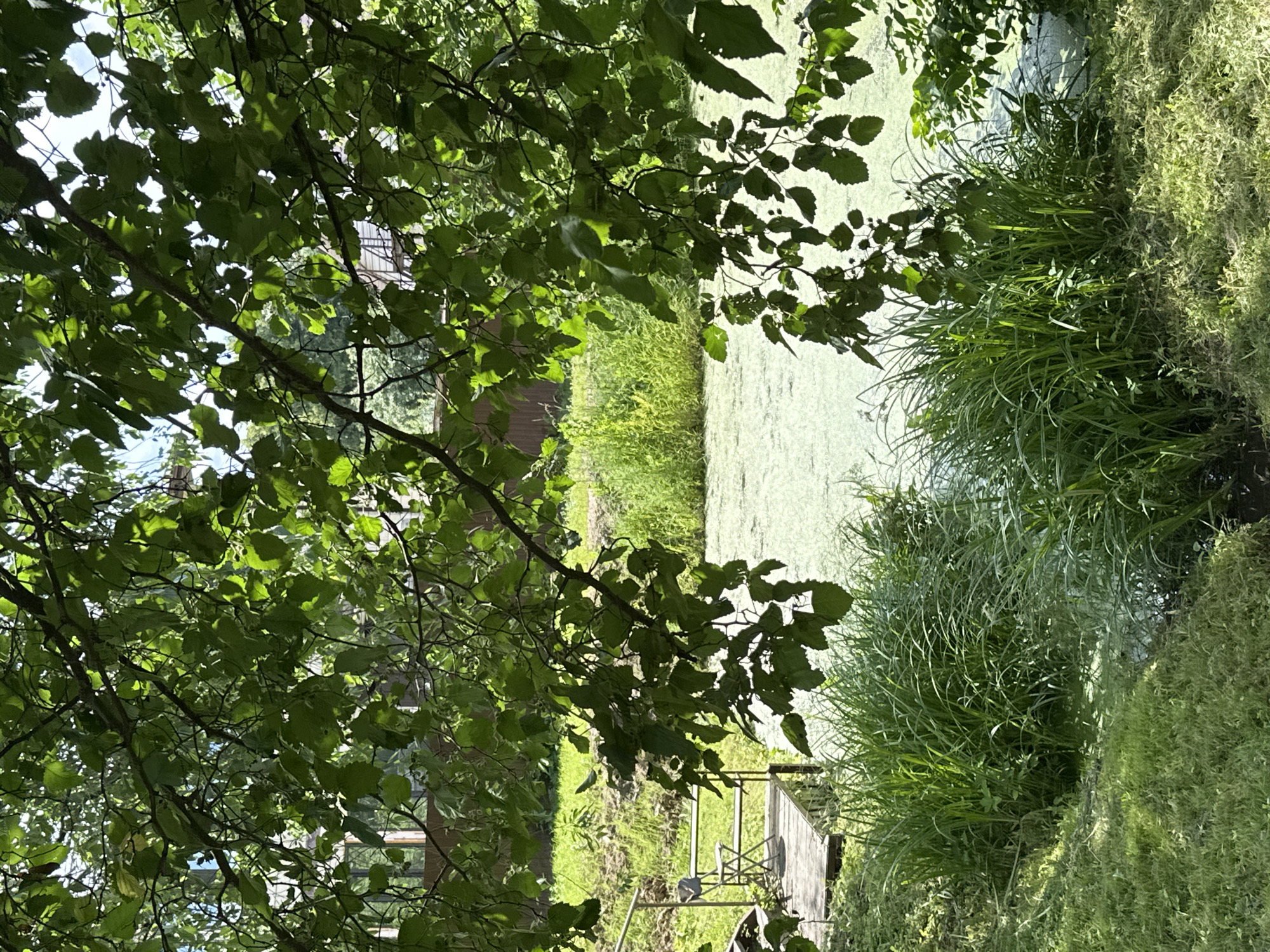 The image depicts a serene natural scene, likely in the city of Ерино, Russia, featuring a body of water covered in a light green film, possibly algae or duckweed. Tall, lush green grass grows along the bank of the water. In the foreground and framing the upper portion of the image are the branches and leaves of a tree, casting dappled shadows. To the left, a wooden dock with a railing and a small metal chair is visible, extending towards the water. The background shows more greenery and a fence. The overall impression is one of a tranquil, sunlit, outdoor environment, possibly a pond or small lake in a park or private property. There are no people visible in the image.