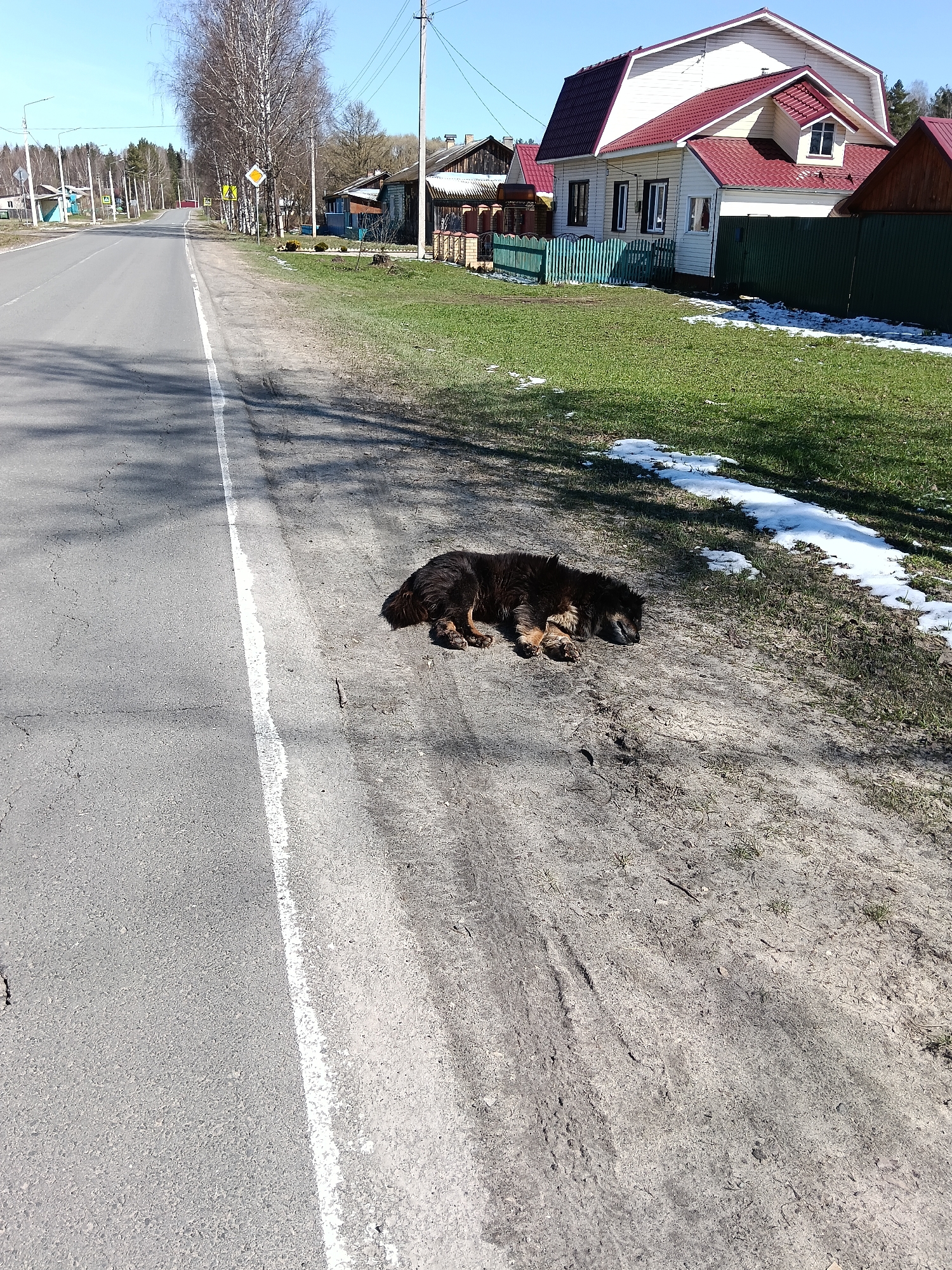 The image shows a rural scene in Красный Маяк, Russia. An asphalt road with a white dividing line is visible on the left. To the right of the road, a medium-sized, black and brown, long-haired dog is lying on the dirt shoulder. Patches of snow remain on the ground nearby. Behind the dog, there is a green grassy area, a green picket fence, and houses. One house has white siding and a red roof. Trees and other houses are visible in the background. A yellow road sign is positioned along the road further in the distance.