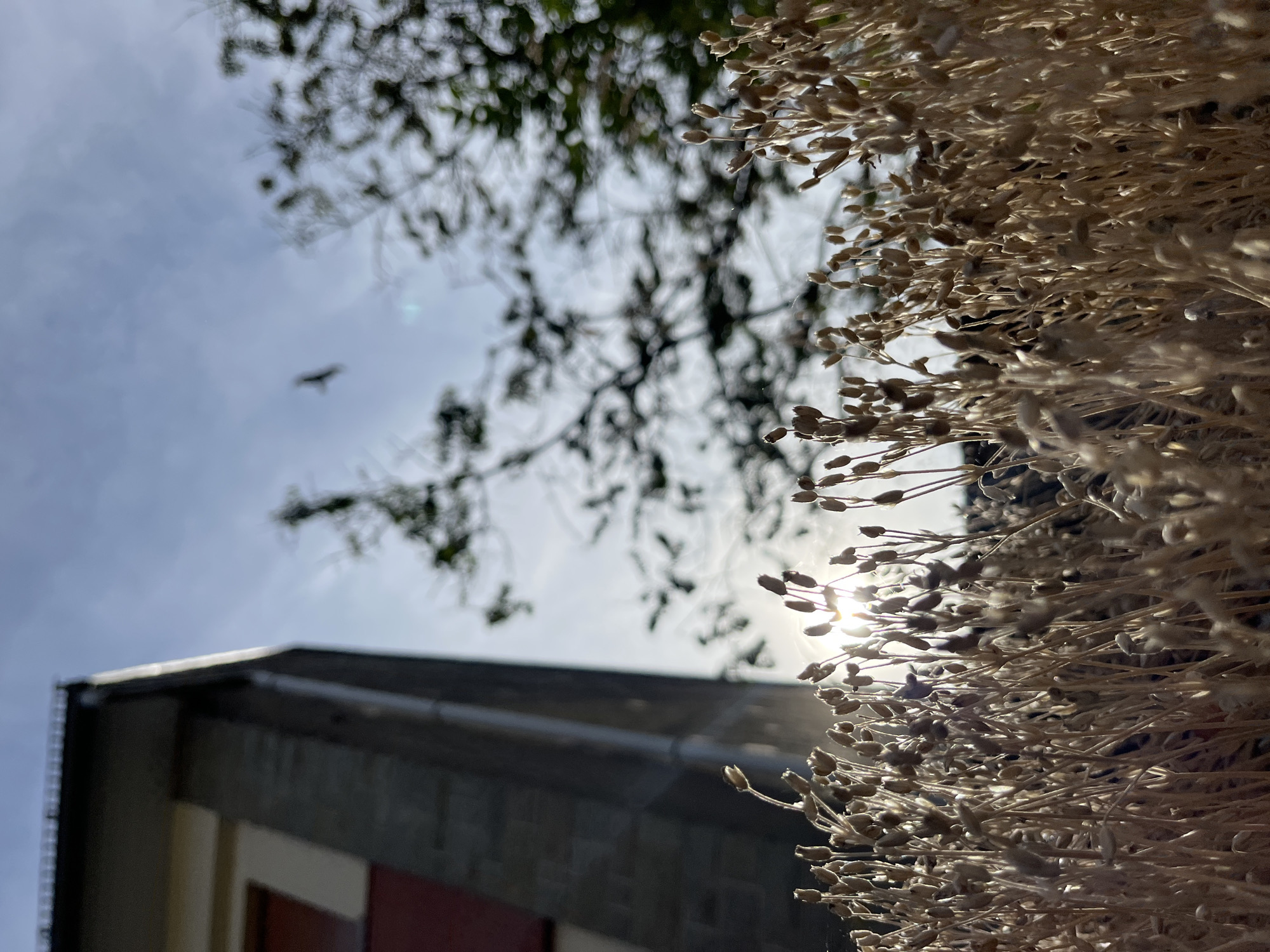 A low-angle, close-up shot focuses on dried stalks of grass or small plants in the foreground, their seed heads catching the sunlight. Behind them, the sun is a bright, diffused glare in a pale blue sky with wispy clouds. To the left, the dark grey stone facade of a building is visible, with a section of a red window frame. Trees with dark, silhouetted branches are seen against the sky, and a small bird is captured in flight above them. The overall scene suggests an outdoor environment, possibly a park or garden adjacent to an urban structure in Saint-Vith, Belgium, during daylight.