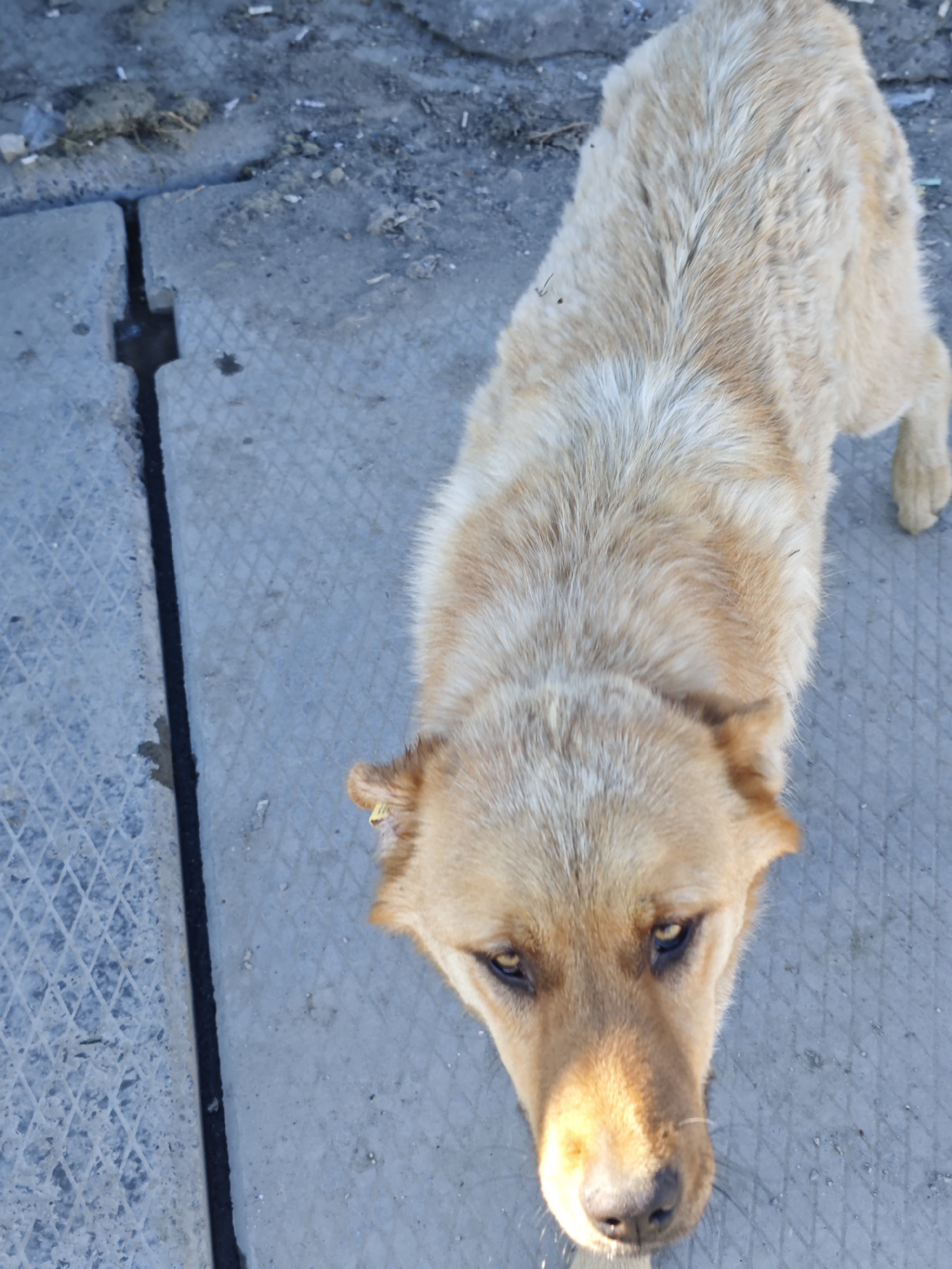 A medium-sized, golden-colored dog stands on a gray concrete surface, possibly a sidewalk or pavement. The dog is facing the camera with a downward gaze. The dog is of unknown breed. The location appears to be an urban environment, with a drainage ditch nearby. The specific city in Russia is unknown.
