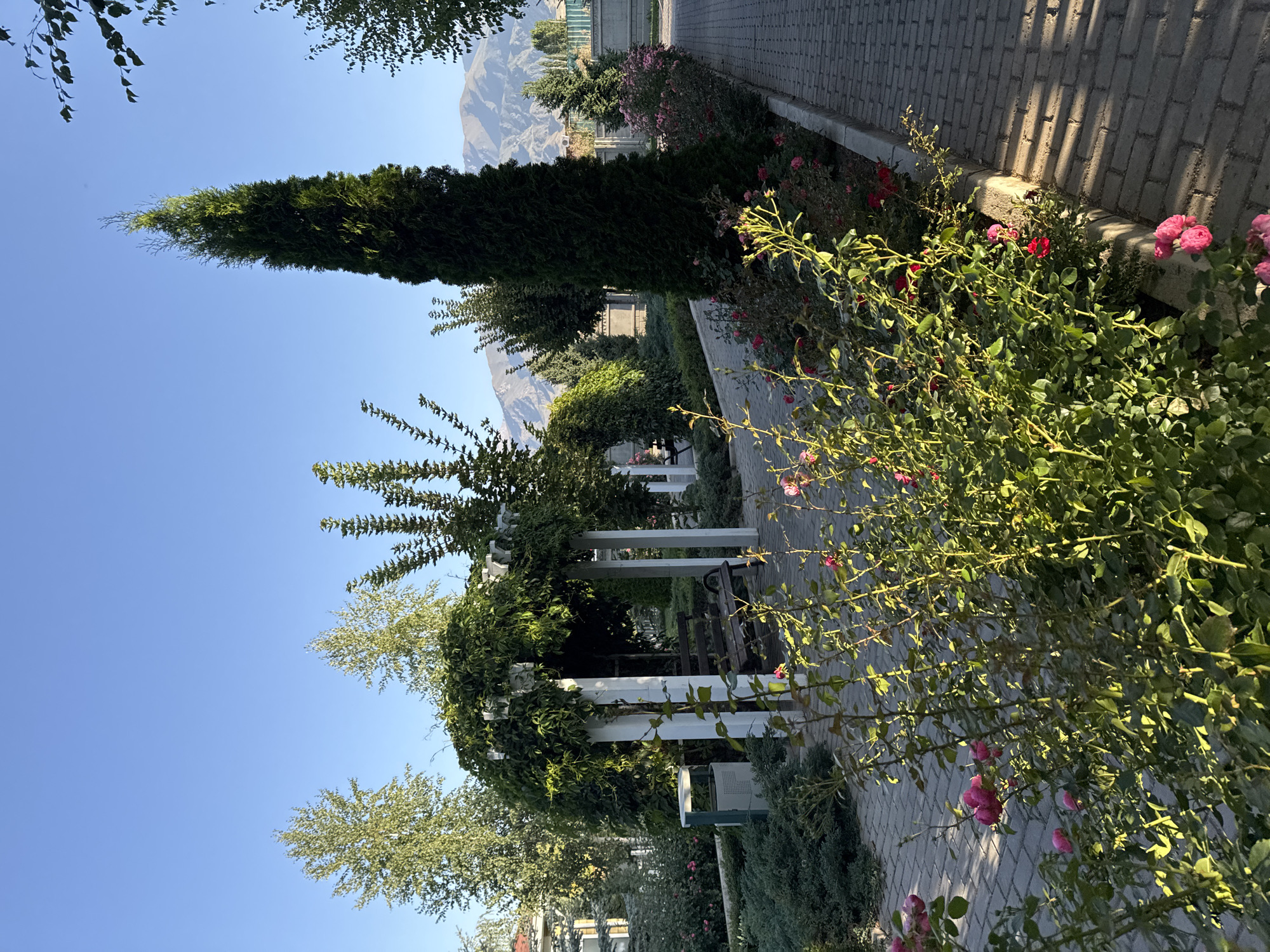 A sunlit park in Sary-Oy, Kyrgyzstan, features a paved walkway bordered by rose bushes and other greenery. In the mid-ground, a white wooden gazebo draped with ivy offers shade over a dark wooden bench. A tall, slender evergreen tree stands to the right of the gazebo, and behind it, a range of mountains is visible under a clear blue sky. The scene is tranquil and well-maintained, suggesting a public recreational area.