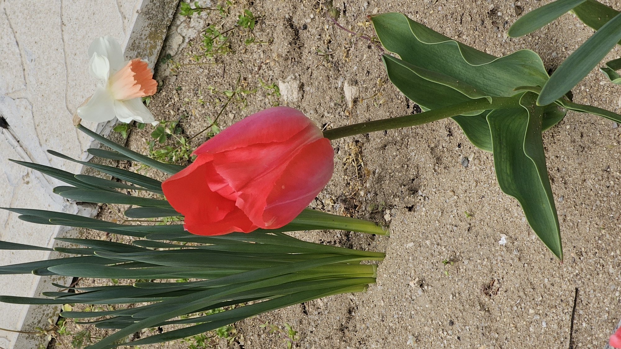 The image depicts a red tulip lying on the ground near a white and orange daffodil. The tulip has a closed bloom and green leaves and a stem. The background consists of sandy soil with sparse greenery and a stone edge. There is no indication that this is in Varna, Bulgaria.