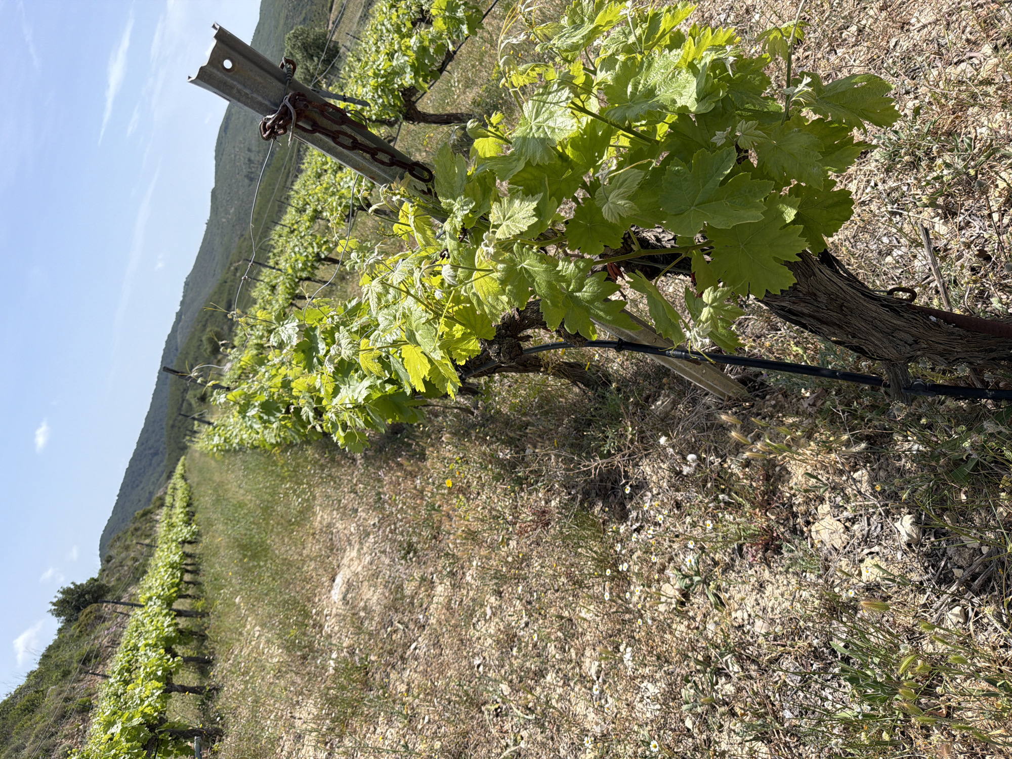 This media file presents a sunlit vineyard scene in Bonastre, Spain. The foreground is dominated by a row of grapevines with vibrant green leaves and gnarled, textured trunks. A weathered metal support post, featuring a rusty chain and wires for vine guidance, is prominent near the center.
The ground is dry, rocky, and earthy, with scattered patches of sparse vegetation including small white daisy-like flowers, yellow wildflowers, and dry grasses, suggesting a warm, arid climate. In the mid-ground, multiple parallel rows of grapevines extend upwards along a gentle slope into the distance.
A range of verdant hills forms the backdrop, rising against a clear, bright blue sky with a few wispy white clouds. The strong sunlight casts distinct shadows, indicating either morning or early afternoon. The fresh appearance of the grapevine leaves suggests the early growing season. There are no people or discernible text visible in the image.