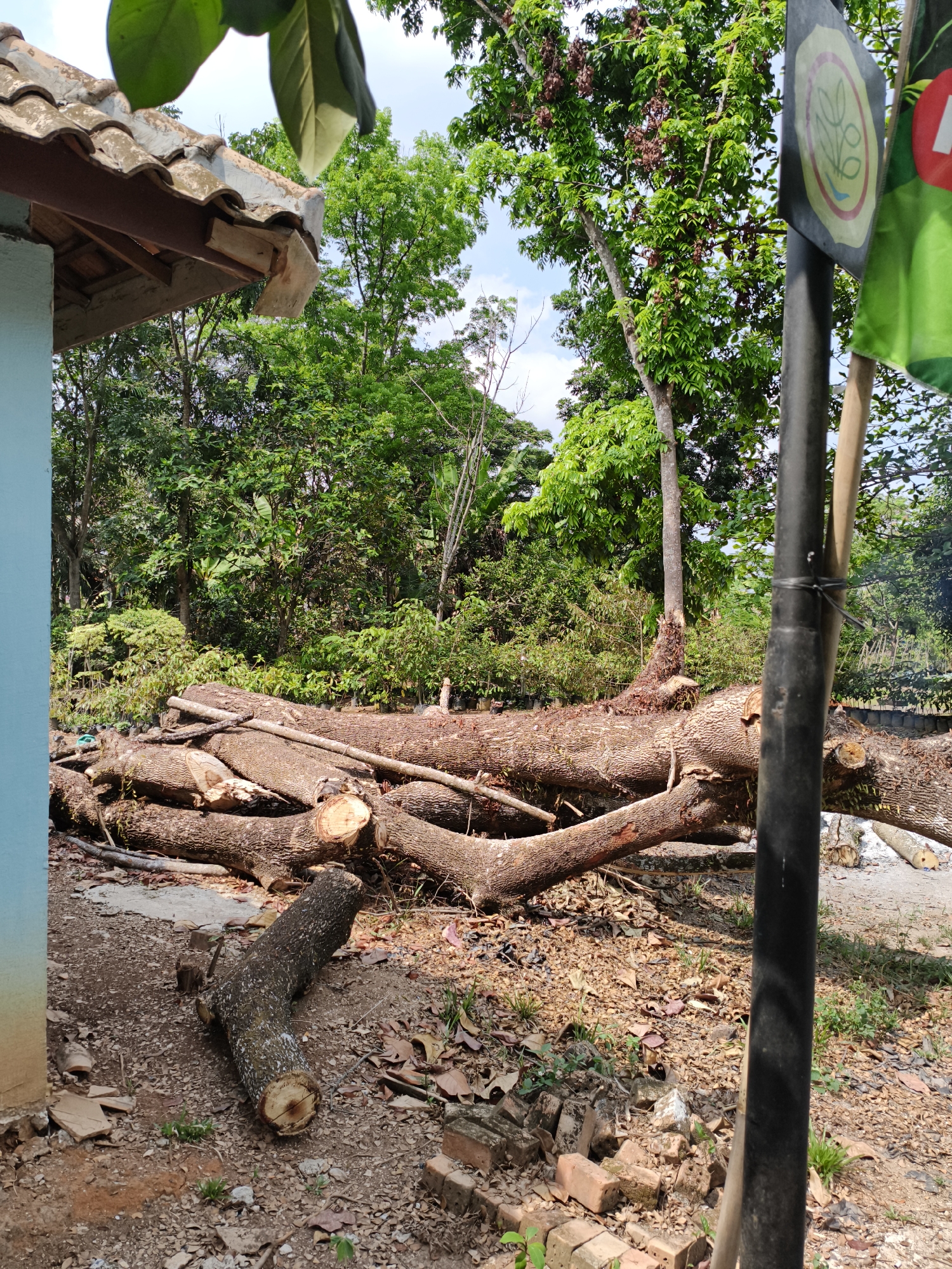 In Kemelak Bindung Langit, Indonesia, a scene of recently felled trees is depicted. The image shows a pile of large, felled tree trunks, some with visible saw cuts, lying on the ground. In the foreground, a smaller section of a tree trunk rests on the dirt. To the left, the corner of a light blue building with a tiled roof is visible. Behind the felled trees, a dense forest of green trees provides a lush backdrop. A dark pole, possibly a utility pole or a signpost, stands on the right side of the image, with a small flag attached to it, displaying a circular emblem with green and yellow colors and a stylized depiction of plants and water. The ground is covered with dirt, scattered leaves, and some broken bricks. The lighting suggests it is daytime with sunlight filtering through the trees.