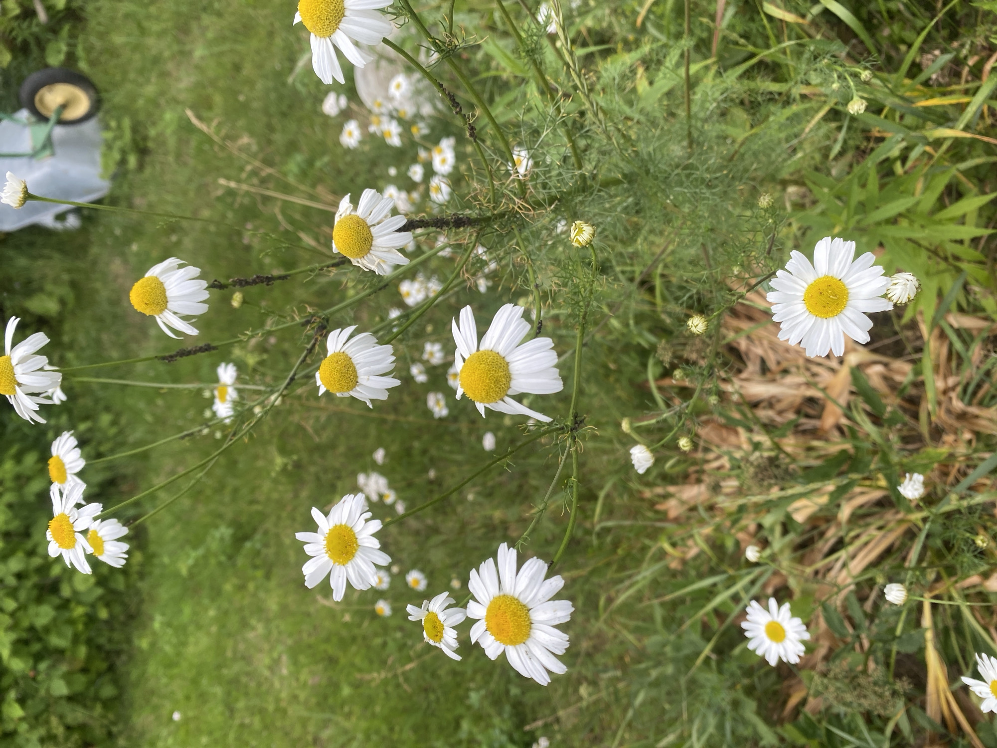In Lindo-Pustyn' (Kantaurovskii S/S), Russia, a close-up shot captures a cluster of white daisies with bright yellow centers. The daisies are in various stages of bloom, some fully open and others as buds. They are set against a backdrop of lush green grass and other wild foliage. In the blurred background, a portion of a green wheelbarrow with yellow accents is visible, suggesting an outdoor, possibly garden or rural, setting. The lighting is natural, indicating an outdoor scene during daylight hours. The image focuses on the floral elements, with a shallow depth of field blurring the background and emphasizing the daisies in the foreground.