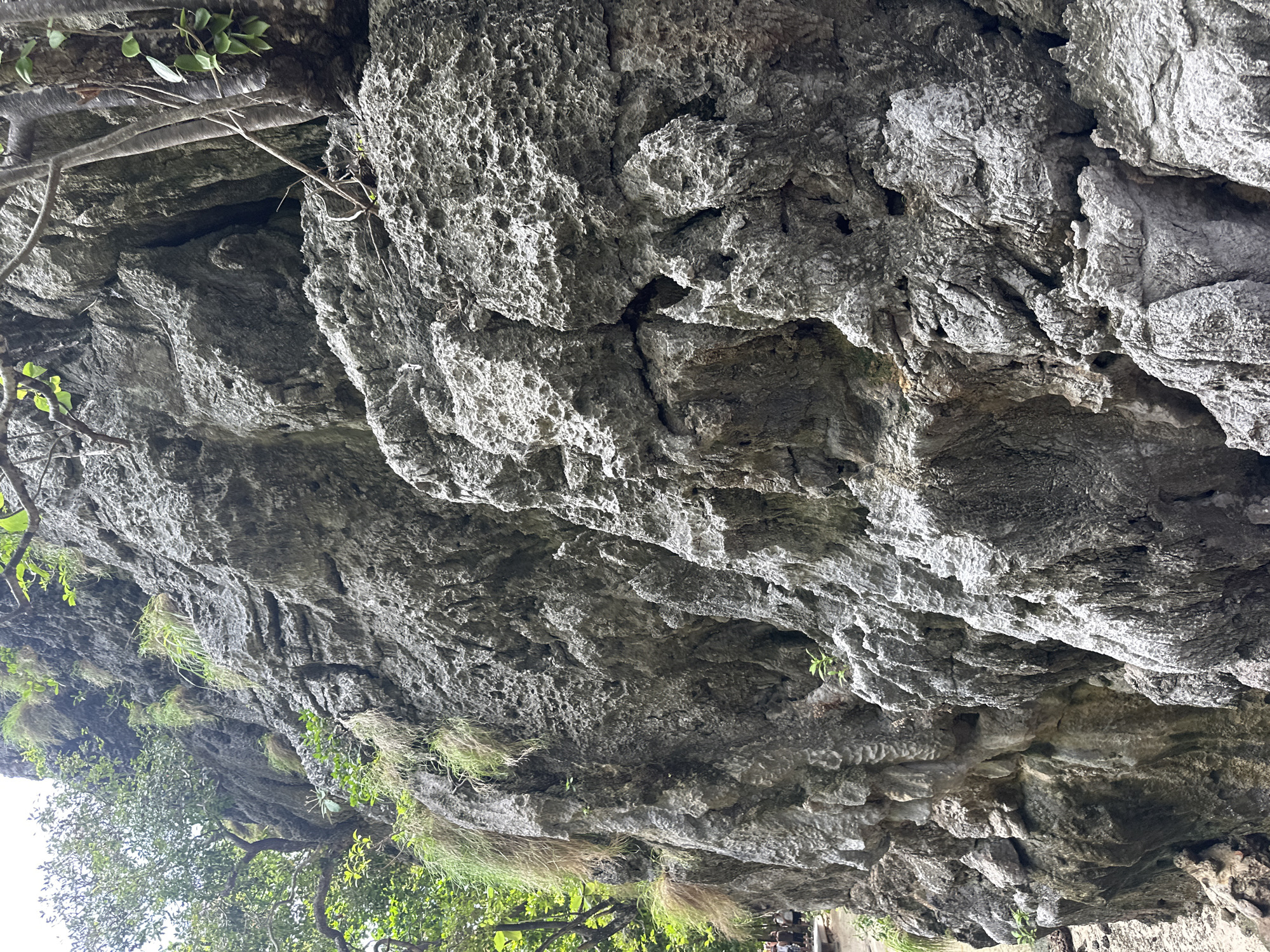 The image depicts a close-up, low-angle view of a textured, gray rock face, likely a cliff or cave overhang, at Ao Nang, Thailand. The rock is rough and porous, with visible cracks and indentations. Sparse green vegetation, including grass and small leaves, grows out of crevices and from branches that extend from the top of the frame. The lighting suggests it is daytime, possibly overcast or shaded, as there are no strong direct shadows. The overall impression is one of a natural, rugged environment. At the bottom of the frame, beneath the overhang, glimpses of trees with lush green foliage and hints of human activity, possibly people, are visible. The scene evokes a sense of exploring a natural wonder.