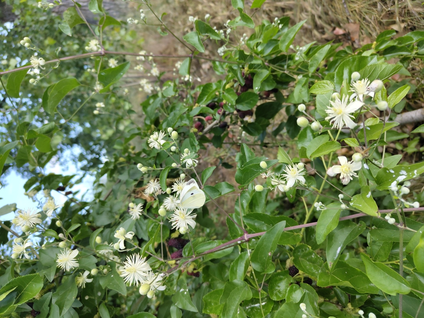 A white butterfly is perched on the white flower of a leafy vine, which is also bearing dark purple berries. The vine is growing outdoors in a natural environment, possibly a park or garden, with dappled sunlight filtering through the leaves. The background consists of blurred green foliage and hints of a dry, grassy area. The image appears to have been taken in Krushare, Bulgaria.