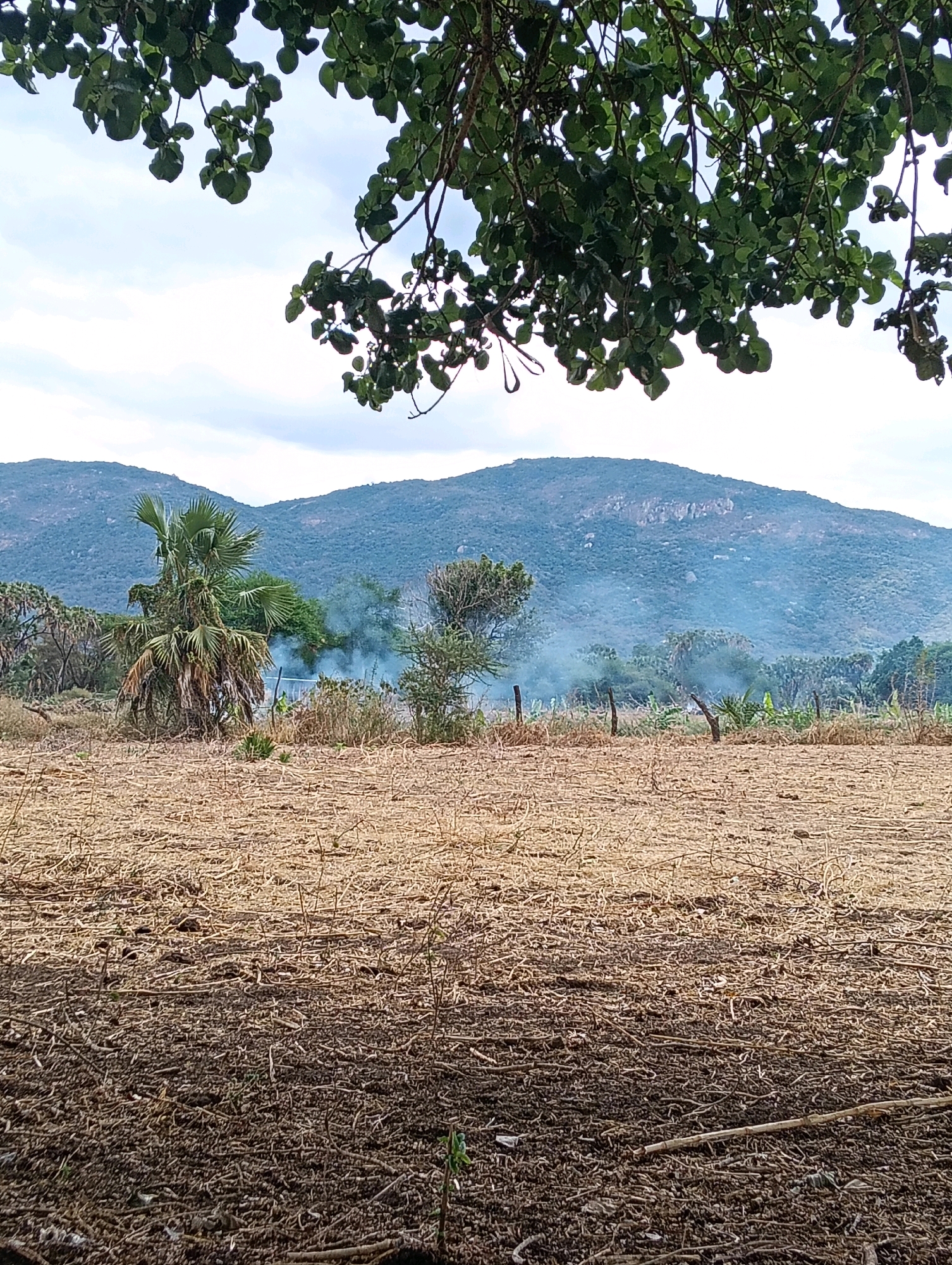 The image depicts a dry, cultivated field in Mutitu/Kaliku Ward, Kenya, with a backdrop of rolling, hazy hills. Overhead, lush green foliage from a tree drapes across the top portion of the frame, obscuring some of the sky. The field itself is covered in dry, harvested stalks and debris, suggesting it is either post-harvest or fallow. In the middle ground, a small plume of smoke rises from behind a cluster of vegetation, indicating a possible controlled burn or cooking fire. A solitary, mature palm tree stands prominently to the left of the smoke, its fronds weathered and some appearing dried out. The overall atmosphere is serene, with a natural and rural ambiance.