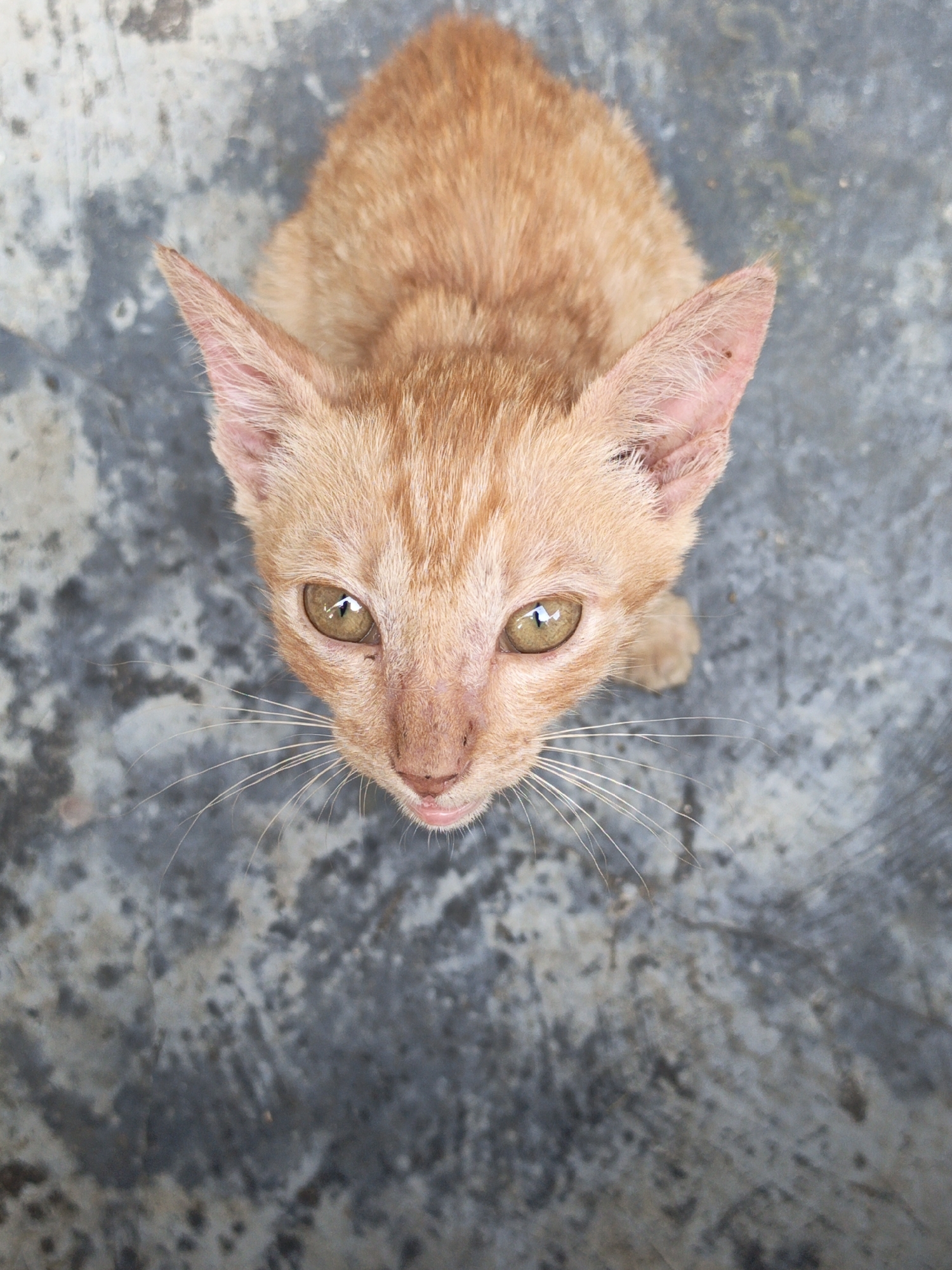 An orange tabby kitten is captured in a close-up, overhead shot, looking directly at the camera. The kitten's fur is a warm orange with faint tabby markings. Its large, expressive eyes are a yellowish-green with dark pupils, reflecting the light. The kitten's pink nose is slightly upturned, and its mouth is slightly open, revealing a hint of its pink tongue. Long, delicate whiskers fan out from its muzzle. The kitten's ears are pointed and slightly tilted forward, showing the pink interior. The kitten is positioned on a textured, greyish surface that appears to be concrete, with some lighter and darker patches, possibly indicating wear or a slightly damp surface. The background is entirely composed of this textured surface. The scene appears to be outdoors, possibly in a courtyard or alleyway. There are no people or other animals visible in the frame. The overall impression is of a young, curious animal in an urban environment.
