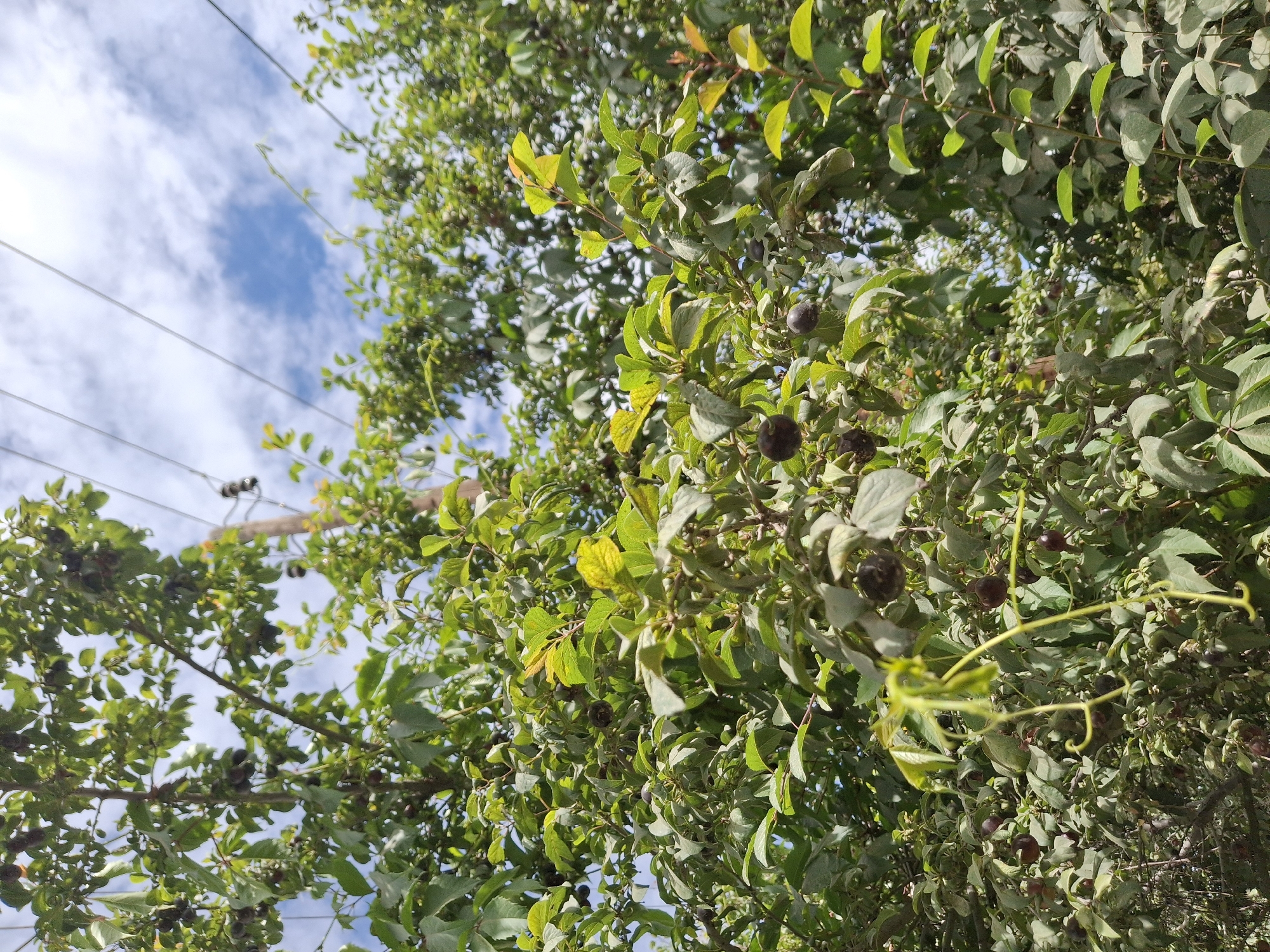 The image depicts a close-up view of a tree laden with dark, round fruits, likely plums, amidst lush green foliage. The tree is situated outdoors, with a bright blue sky dotted with white clouds visible through the branches. Overhead, power lines stretch across the frame, supported by a wooden pole. The scene appears to be in a natural or semi-natural setting within the city of Lipenka, Kyrgyzstan. No people or animals are visible in the image. The focus is on the fruit-bearing tree and its environment.