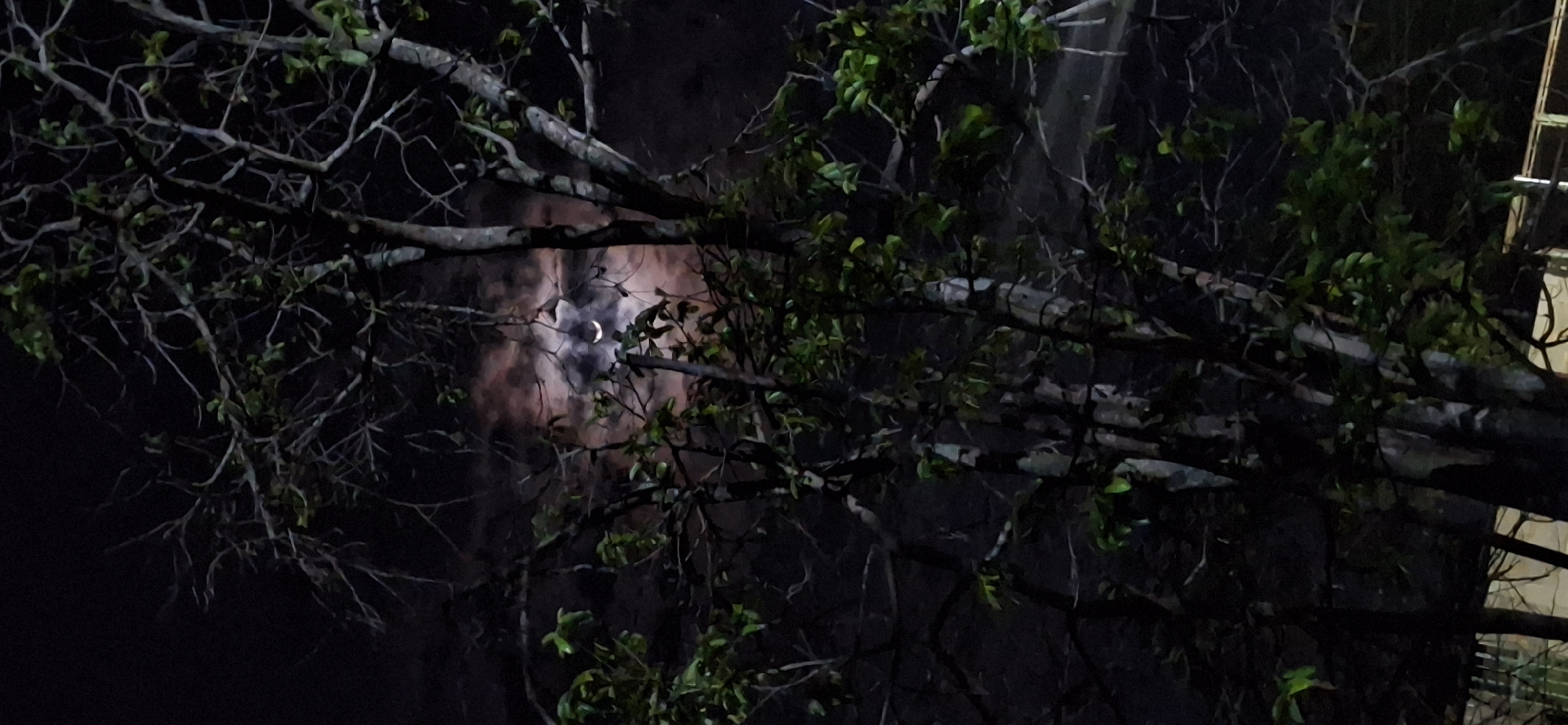 The image depicts a night scene in Vallecito, Venezuela. In the background is a partially obscured crescent moon. In the foreground, tree branches with some green leaves are silhouetted against the night sky. A portion of a building with visible windows is present on the right edge of the frame. The overall environment appears dark.