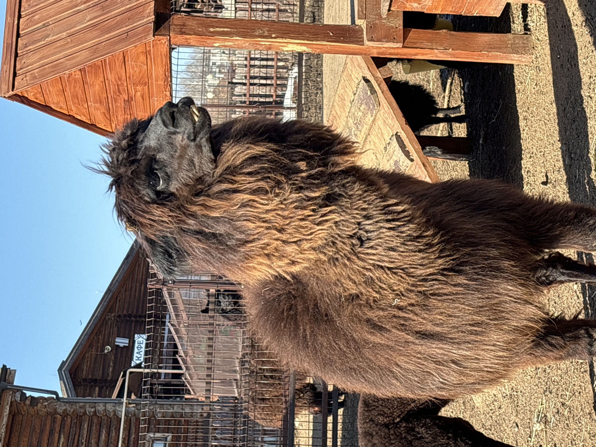 A brown alpaca stands in an enclosure at the Izhevsk Zoo in Izhevsk, Russia. The alpaca is facing toward the left, its dark head and neck visible in the upper left. The animal's fluffy, dense wool covers its body.
Behind the alpaca is a wooden structure, possibly a shelter for the animals, with wire mesh on the sides. The roof of another wooden building with a sign that reads "КАФЕ" in Cyrillic is visible in the background. The ground is dry and covered in light-colored soil and some scattered grass. The sky is blue and clear. Other similar structures can be seen in the background, indicating an enclosure-type setting.