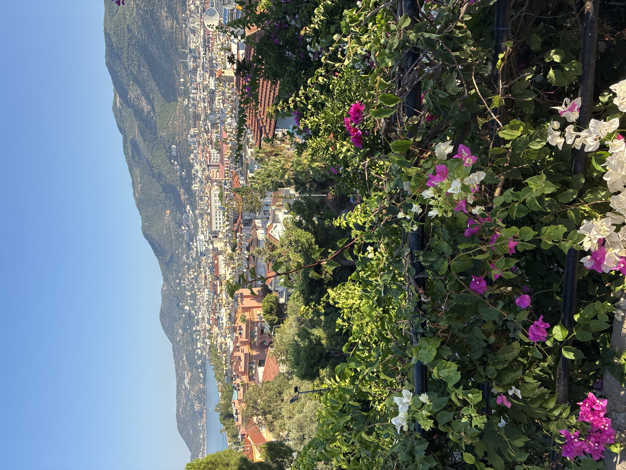 This image captures a sunlit panoramic view of Alanya, Turkey, looking towards the mountains and the coastline. In the foreground, lush green foliage and vibrant bougainvillea flowers in shades of pink and white are draped over a dark railing, creating a natural frame for the scene.
Beyond the flowers, the mid-ground reveals a dense urban landscape characterized by terracotta-tiled roofs and buildings of varying architectural styles. Many buildings have solar panels visible on their rooftops, indicating a modern, energy-conscious city. The cityscape extends towards the sea, with a glimpse of the blue water and a rocky coastline on the left side.
Dominating the background are the imposing, tree-covered mountains that form the natural backdrop to Alanya. The clear, bright blue sky suggests a warm, pleasant day. The overall impression is one of a picturesque coastal city nestled between the sea and mountainous terrain, with a strong presence of vegetation and architecture.