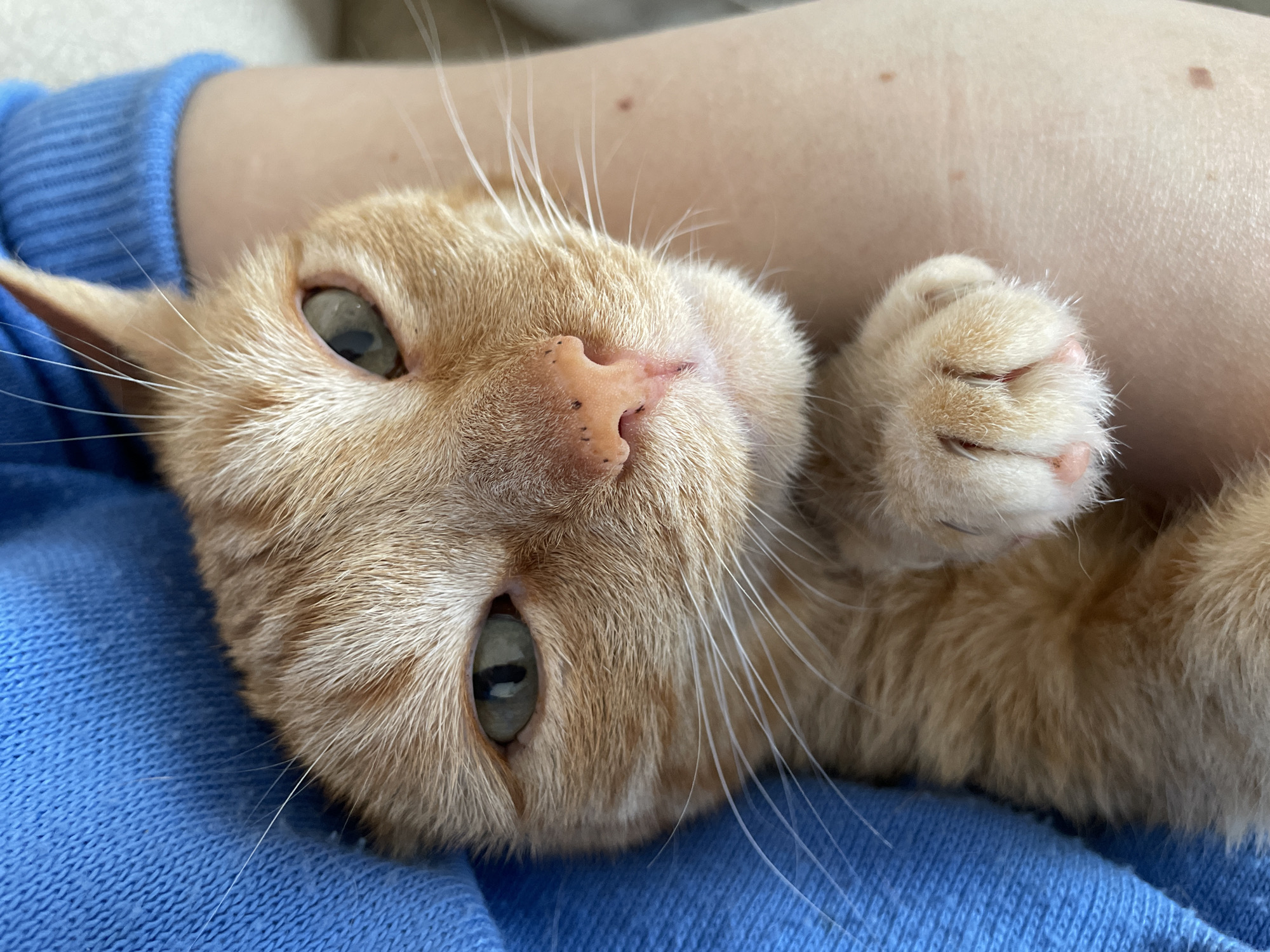 A close-up shot depicts an orange tabby cat lying on its back on a person's lap. The cat's face is prominent, with visible green eyes and a pink nose. The cat's paws are curled up near its face. The person is wearing a blue garment. The city of Noviy, Russia, is not indicated in the image.
