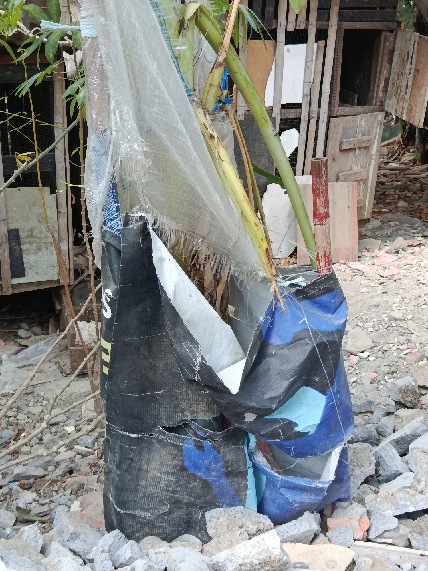 In Wanasari, Indonesia, a tattered black and blue tarp bag, possibly containing construction debris or waste, is secured around a young banana plant. The tarp is torn and frayed, revealing a white interior in some sections. A translucent white plastic sheeting is also wrapped around the plant and tarp, further obscuring the view. The scene is set against a backdrop of rubble, including scattered stones, broken bricks, and dry leaves, suggesting a disused or construction area. In the background, a rustic wooden structure, resembling a dilapidated shed or coop with visible wooden planks and doors, stands amidst overgrown vegetation. The overall impression is one of neglect and disarray.