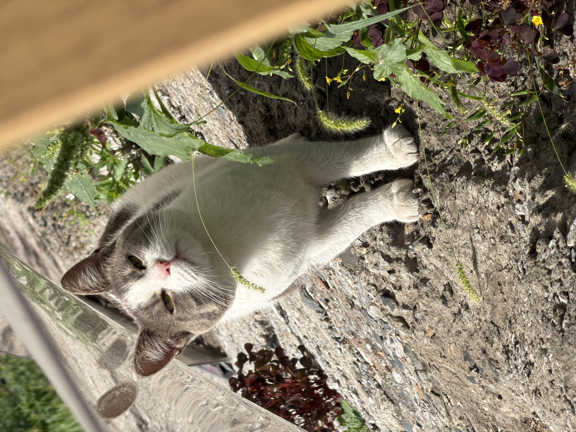 A white and grey cat with pink nose is sitting on a rough concrete surface. The cat is looking upwards with its head tilted slightly. In the background, there are green plants and a reflection of the sky in a shiny surface. The scene appears to be outdoors, possibly in a garden or alleyway. The lighting suggests it is daytime with sunlight casting shadows. The environment includes rough concrete, gravel, and vegetation. There are no people visible in the image.