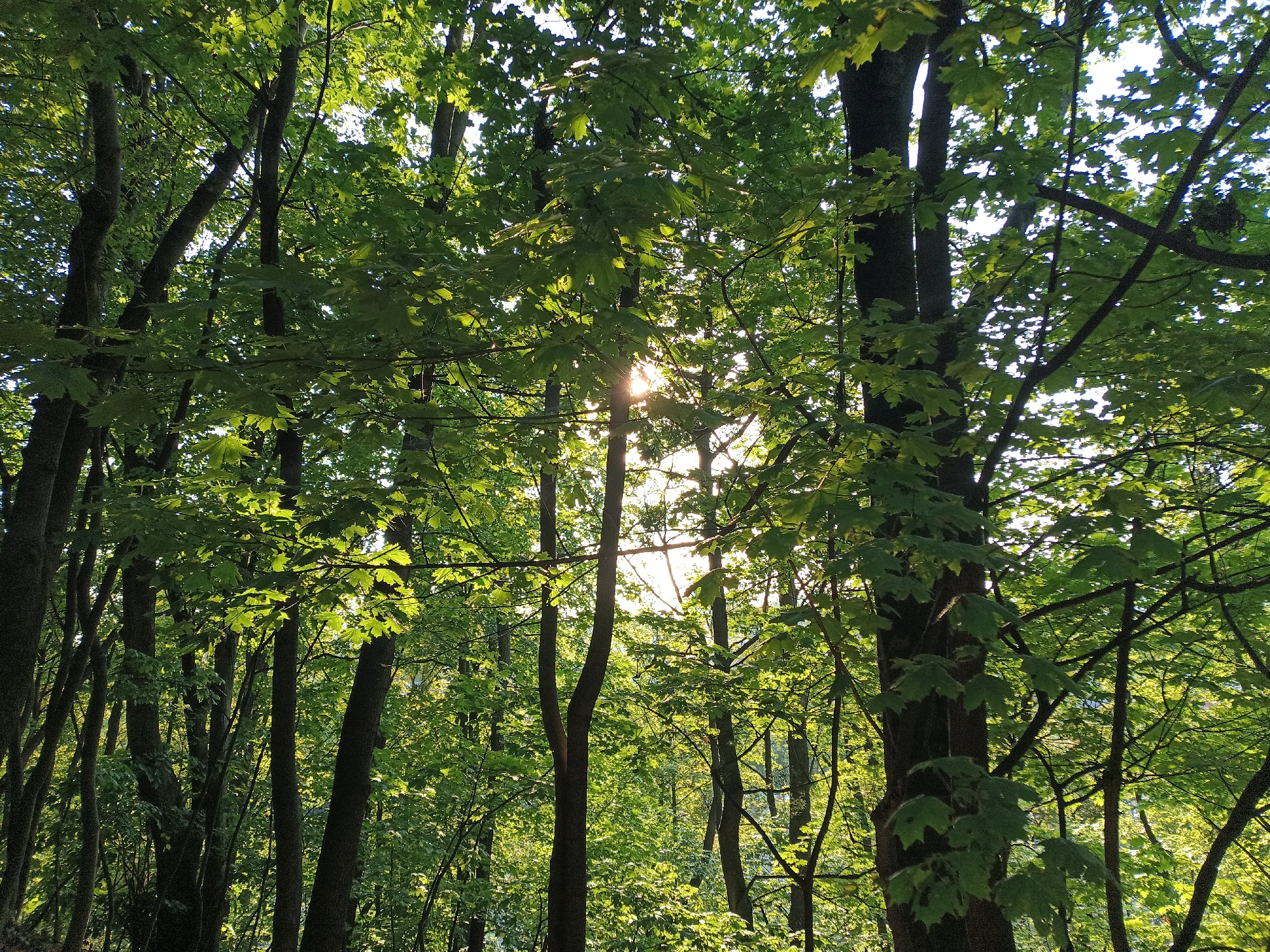 The image is a photograph of a dense forest in Lviv, Ukraine, during daylight hours. Sunlight filters through the canopy of green leaves, creating dappled light and highlighting some of the branches and foliage. The trees are tall and appear to be a mix of deciduous varieties, with dark brown bark visible on their trunks. The ground is not visible, as the focus is on the trees and the overhead canopy. There are no people, animals, or man-made objects discernible in the scene. The overall impression is one of a natural, overgrown woodland environment.