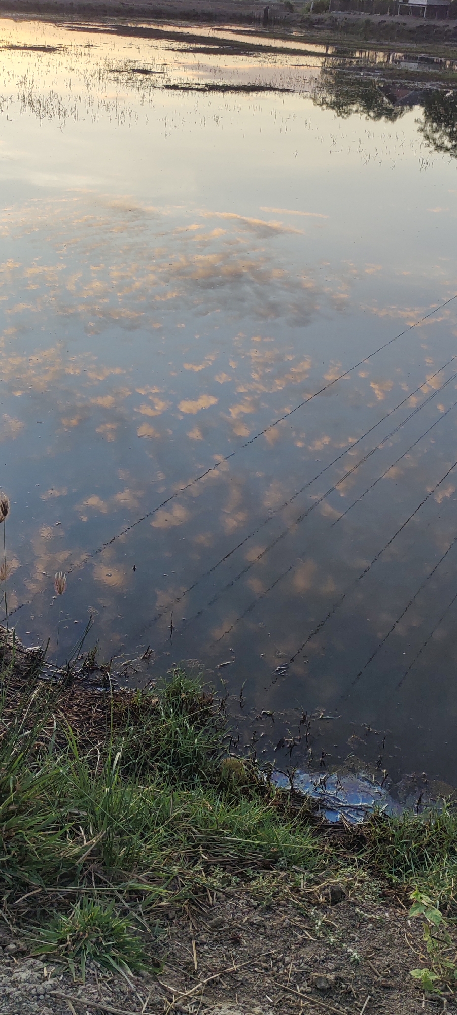 The image depicts a body of water, likely a flooded rice paddy or a calm river, reflecting the sky and surrounding environment. The water's surface is smooth, creating a near-perfect mirror image of scattered clouds tinged with warm, sunset or sunrise colors, appearing as pale yellow and orange patches against a bluish-grey sky. Some sparse vegetation, appearing as thin, dark vertical lines, can be seen growing in and around the water.
In the background, a distant landmass is visible, exhibiting a blurred outline of structures that might be buildings or houses, and trees. Several dark, diagonal lines, possibly wires or thin ropes, stretch across the middle and right side of the water's surface, indicating some form of overhead infrastructure.
The foreground features a strip of grassy embankment with dry straw and twigs. The grass is lush green in some areas and sparser in others. The ground beneath the grass is composed of soil and small stones. On the right side of the foreground, near the water's edge, a patch of iridescent, oily sheen is visible on the water's surface, indicating potential pollution. The overall scene suggests a rural or semi-rural setting at either dawn or dusk. Without specific landmarks or identifiable features within the image, it is not possible to definitively pinpoint the location within Lhokseumawe, Indonesia.