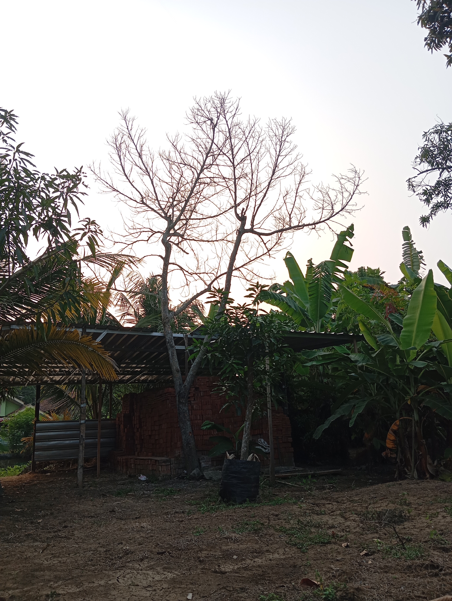 This is an outdoor, ground-level photograph taken in Sudikampiran, Indonesia, likely during the late afternoon given the soft lighting. The scene depicts a rustic outdoor area with a collection of banana trees and other foliage dominating the right side of the frame, their large green leaves catching the light. In the center, a barren, leafless tree stands tall, its branches stark against the pale sky. To the left, a rudimentary structure with a corrugated metal roof supported by wooden posts is visible, sheltering a large pile of red bricks. The ground in the foreground is dry, cracked earth with sparse vegetation. In the background, glimpses of rural buildings with tiled roofs can be seen through the trees. A large black tarp or bag is situated near the base of the barren tree.