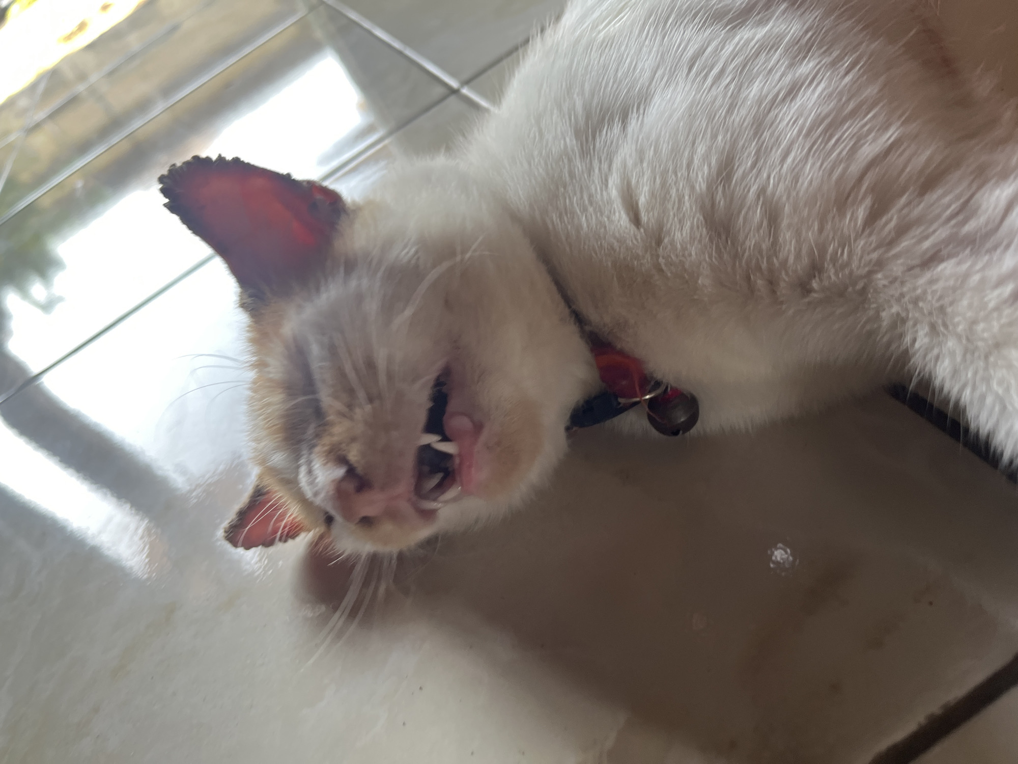 The image shows a close-up, eye-level, slightly overhead shot of a domestic short-haired cat lying on a tiled floor in Karangrandu, Indonesia. The cat, predominantly white with some orange and brown markings on its face and ears, is in the process of yawning or is possibly in distress, with its mouth wide open, revealing sharp teeth and pink gums. One of its ears is partially visible, showing a red interior. The cat is wearing a red collar with a small silver bell attached. The tiled floor appears to be light brown or beige, and the lighting suggests it is daytime, possibly near a window or light source creating reflections on the floor. The overall scene is a candid, close-up perspective focused on the cat's facial expression and immediate surroundings.