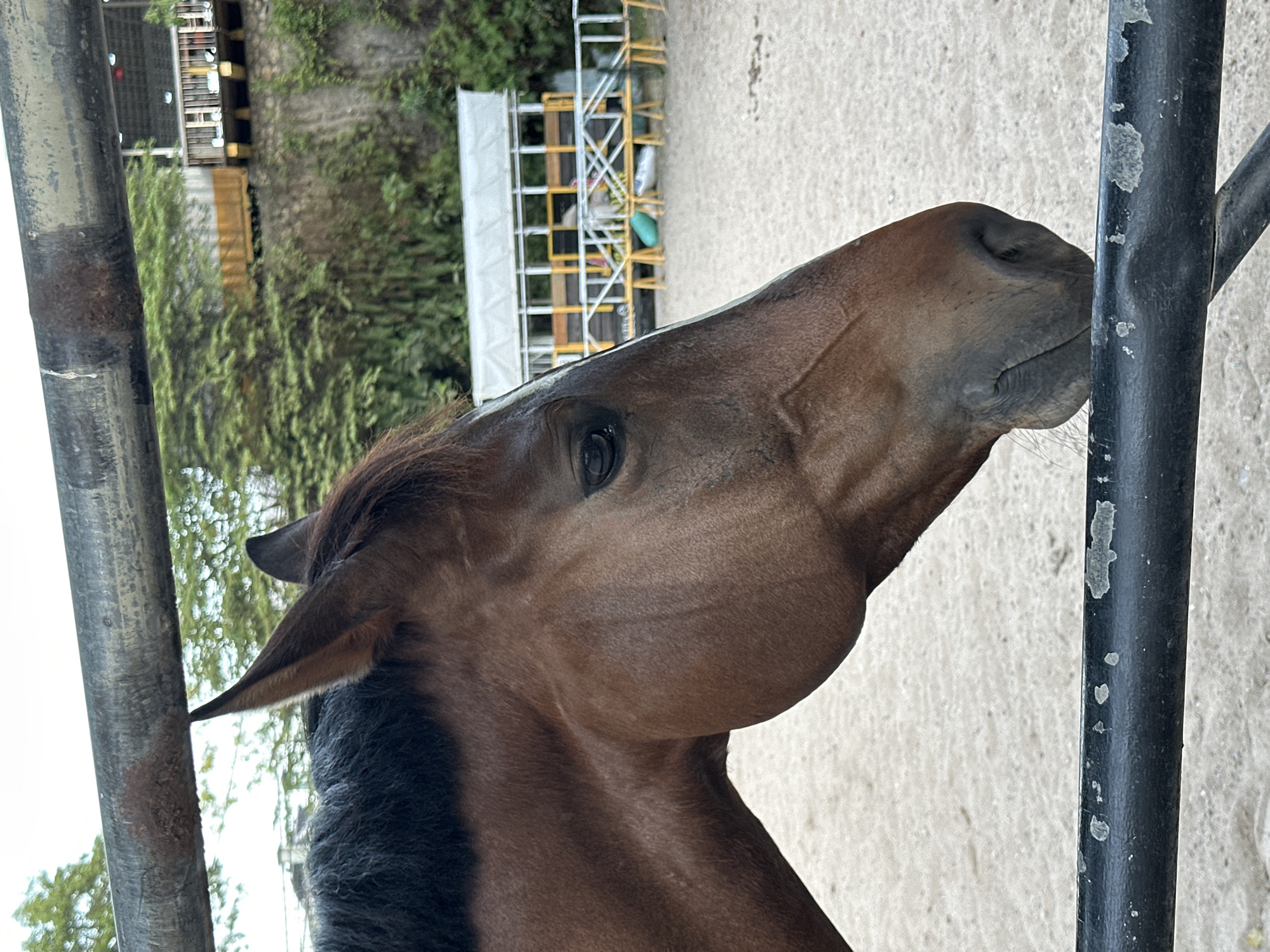 A bay horse with a dark brown coat and a black mane is captured in profile, facing right, in an outdoor equestrian facility located in Kuta Selatan, Indonesia. The horse's head and neck dominate the left half of the frame, with its right eye clearly visible. Its muzzle rests against a black horizontal metal bar with flaking white paint in the foreground. Another, thicker, rusty grey metal bar extends horizontally across the upper portion of the image, positioned above the horse's ears. The ground beneath the horse is light-colored sand. In the background, dense green trees and foliage are present. To the upper right, a multi-story building featuring a wooden balcony and railing is visible, appearing to be built into a slope or on a raised platform. Further back, a white tent-like structure and multiple yellow and white barriers or fences are discernible on the sandy ground, suggesting an arena or training area.