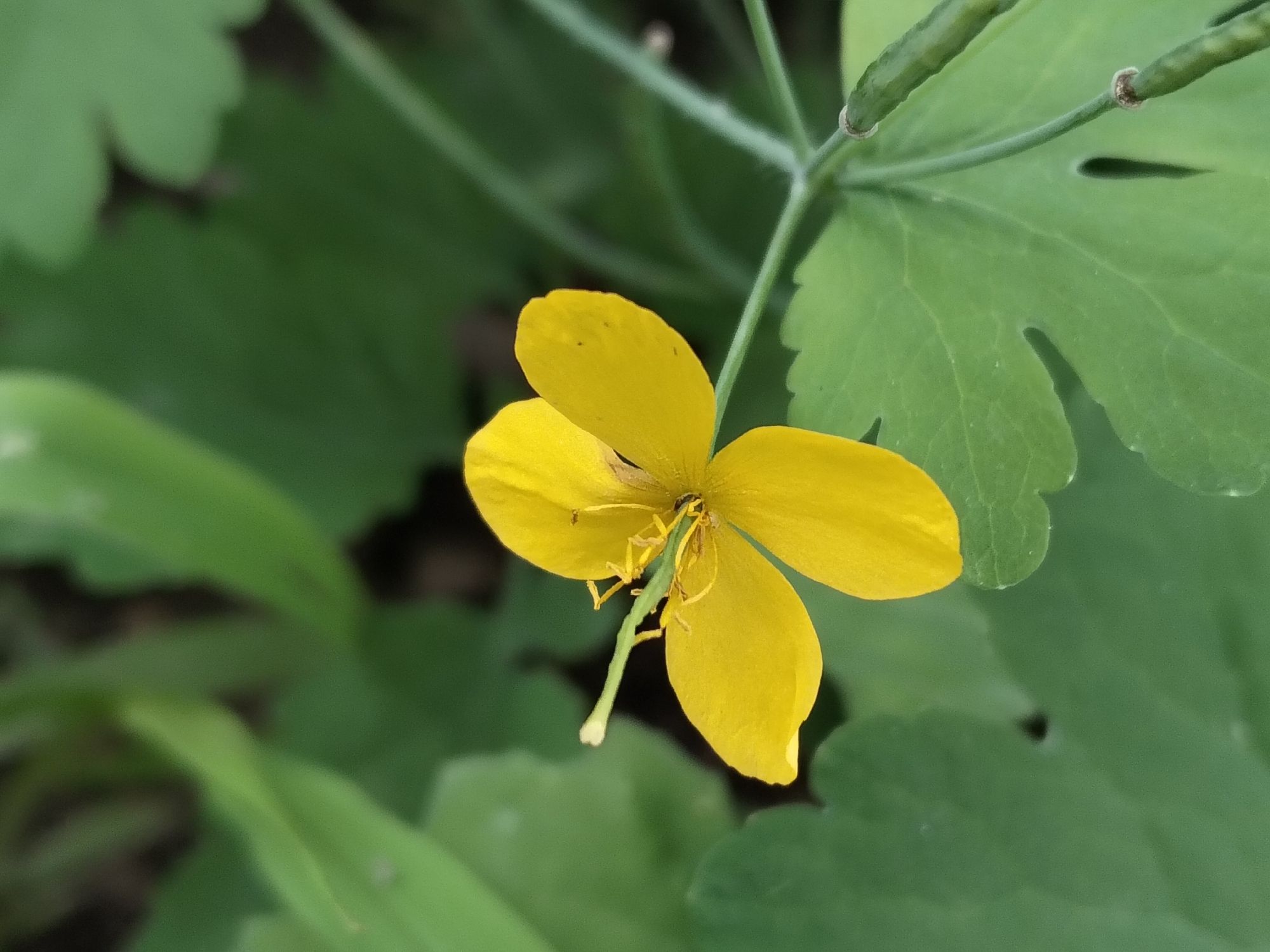 A bright yellow flower with four petals is in focus in the center of the image. The flower has a green pistil extending from its center, with thin yellow stamens surrounding it. The flower is slightly tilted to the right. Behind the flower, a large, light green leaf is visible, with a textured surface and lobed edges. Several thin, green stems or stalks are also present in the background, some appearing to have small buds or growths on them. The overall environment is lush and green, suggesting an outdoor setting in a natural or garden area. The image does not contain any people or specific landmarks to identify a precise location within Biliaivka, Ukraine, beyond it being an outdoor scene consistent with the region.